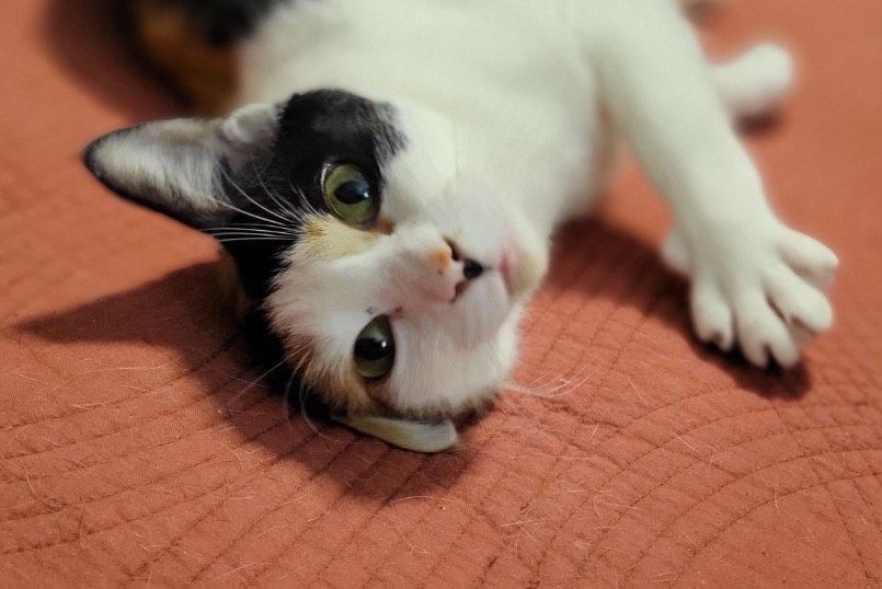 Enlarge Callie, a Adopted Domestic Short Hair in OVERLAND PARK, KS image 2/5