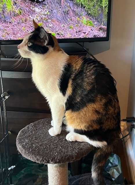 Enlarge Callie, a Adopted Domestic Short Hair in OVERLAND PARK, KS image 3/5