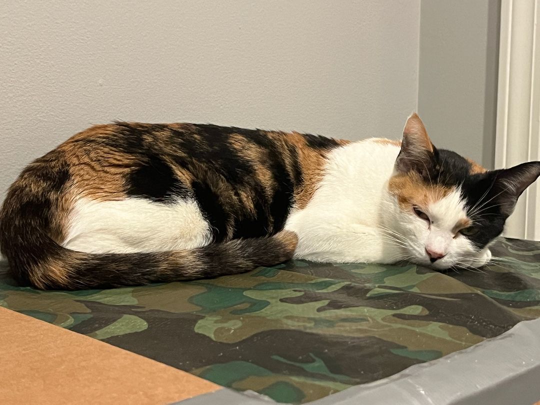 Enlarge Callie, a Adopted Domestic Short Hair in OVERLAND PARK, KS image 4/5