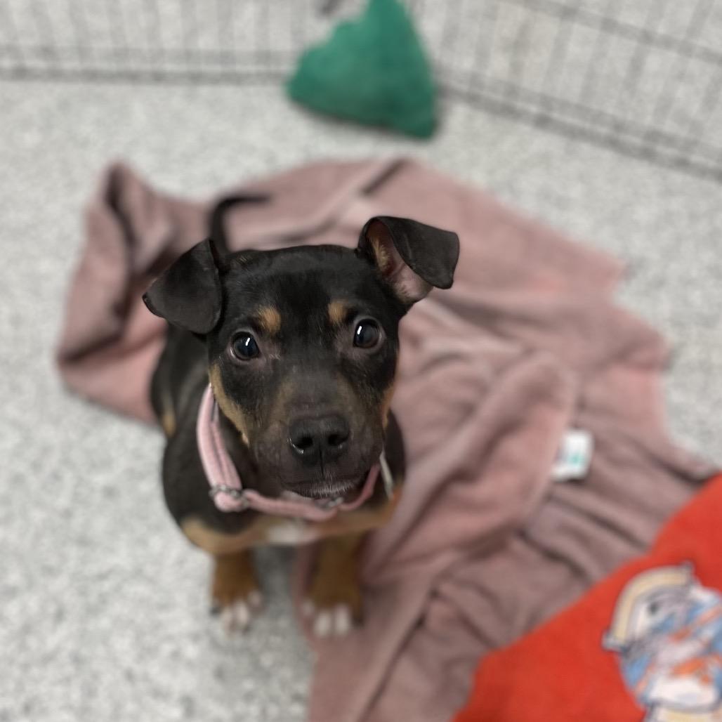 Enlarge Molly, a Adoptable Mixed Breed in Enfield, NH image 1/2