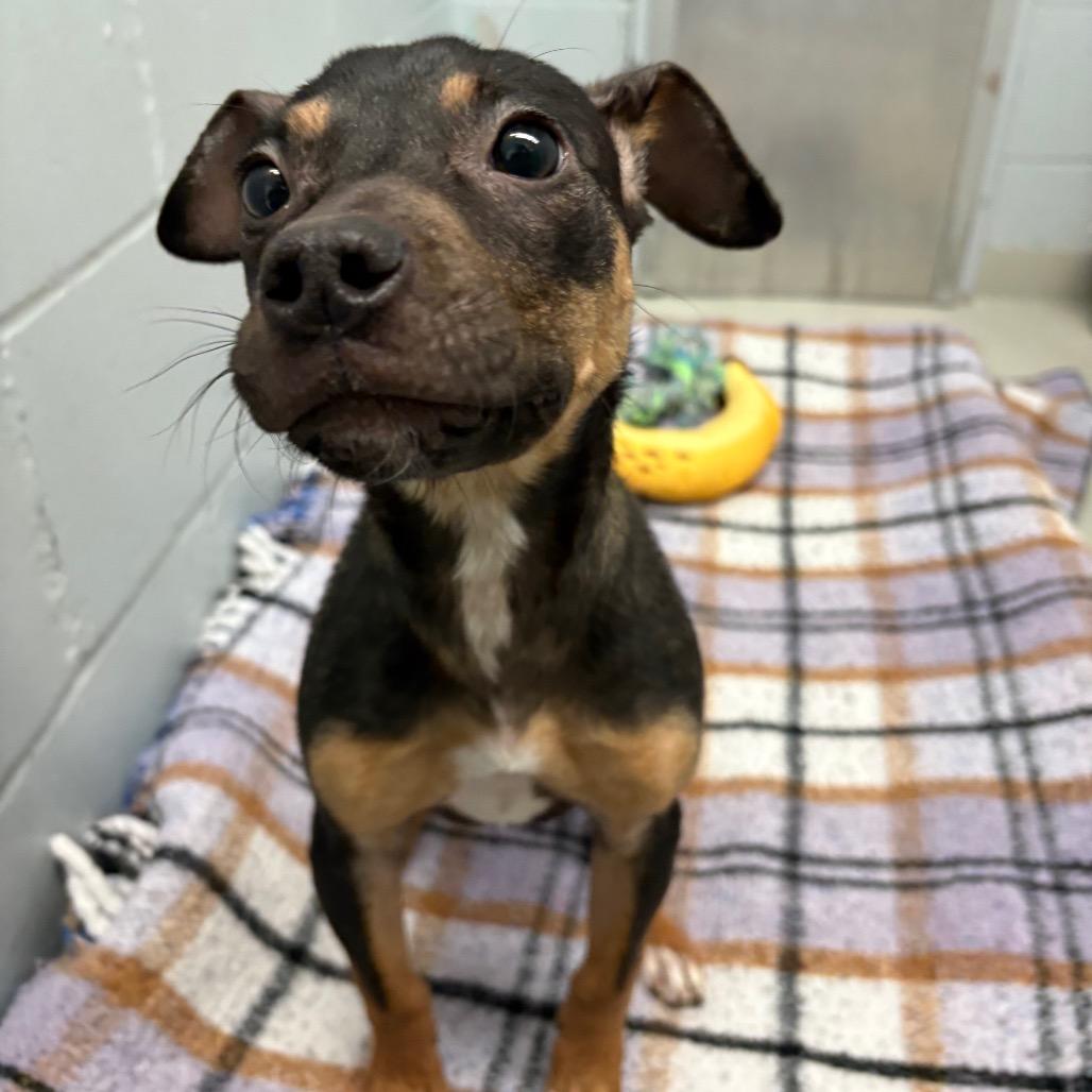 Enlarge Molly, a Adoptable Mixed Breed in Enfield, NH image 2/2