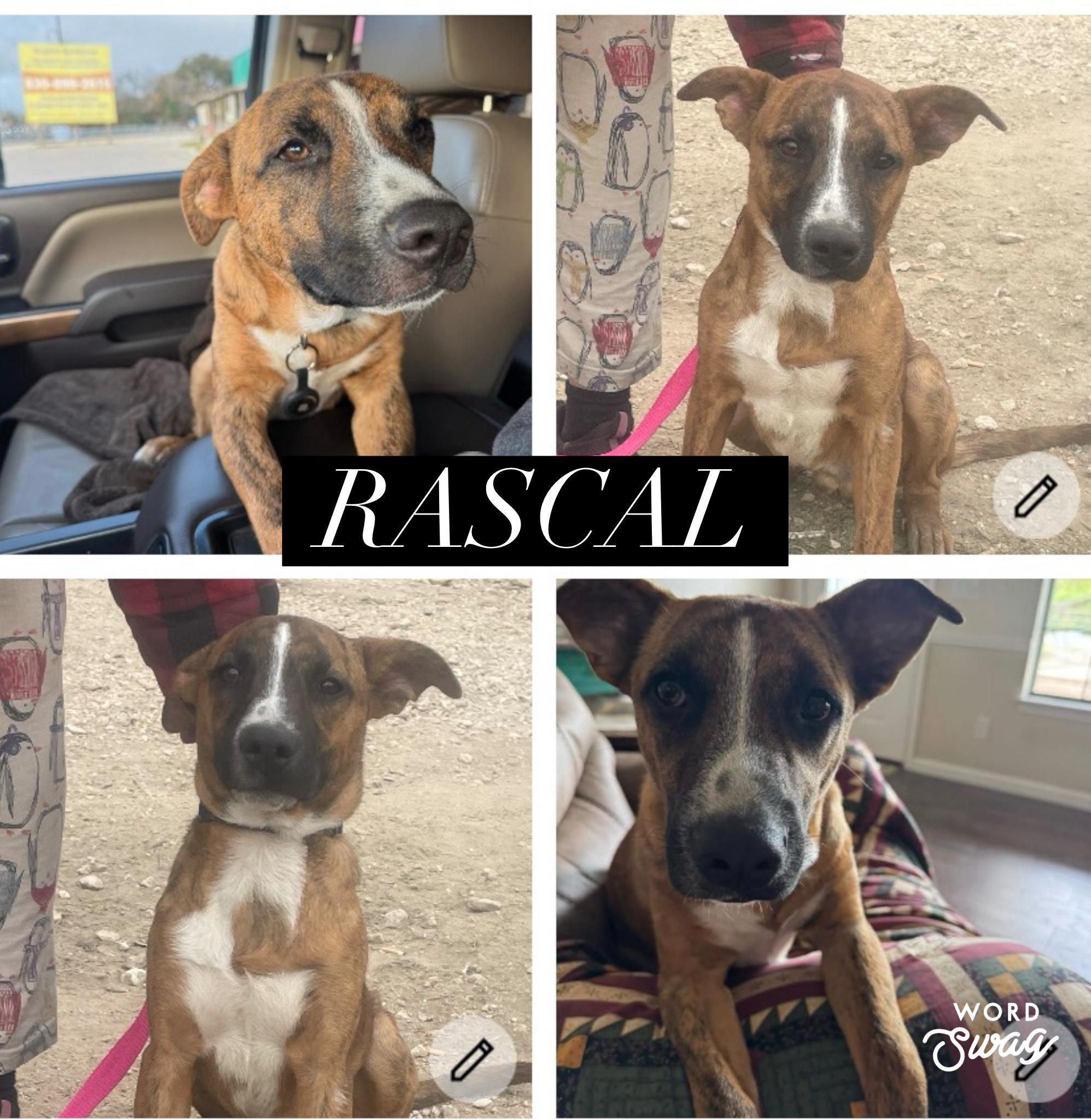 Rascal, ADOPTABLE, Adult Male Boxer & German Shepherd Dog.