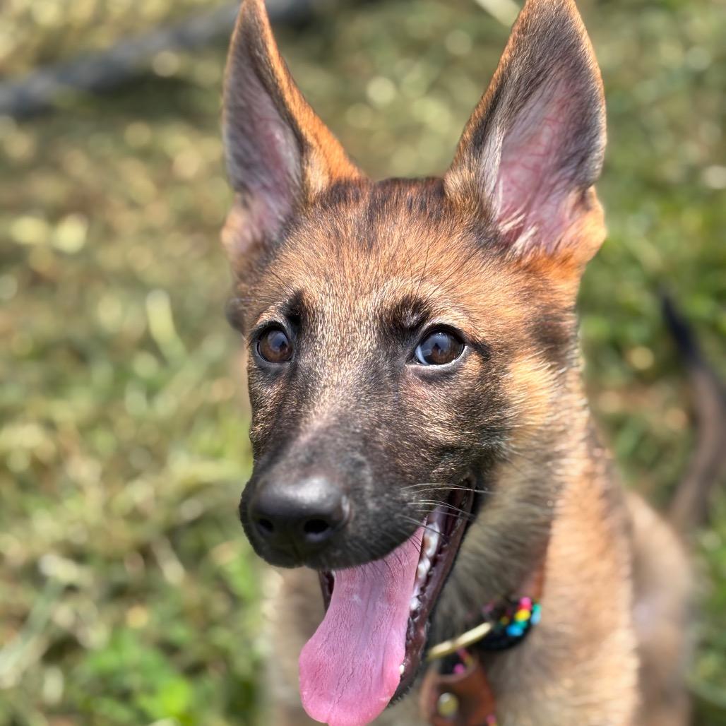 Nora (26-166), Adoptable, Young Female Mixed Breed & German Shepherd Dog.