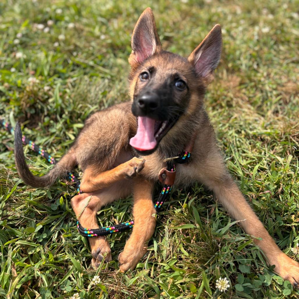 Enlarge Nora (26-166), a Adoptable mixed breed in New Ringgold, PA image 2/6