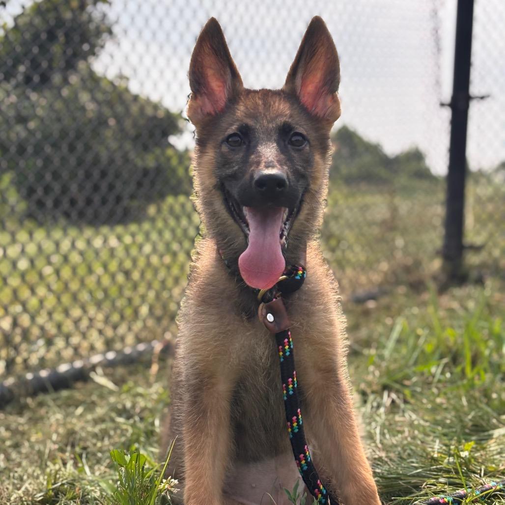 Enlarge Nora (26-166), a Adoptable mixed breed in New Ringgold, PA image 3/6