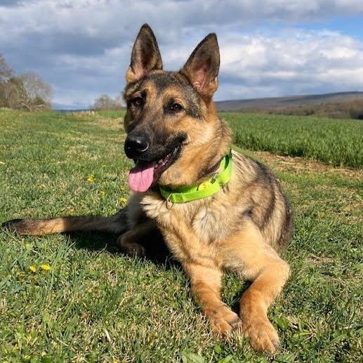 Enlarge Nora (26-166), a Adoptable mixed breed in New Ringgold, PA image 4/6