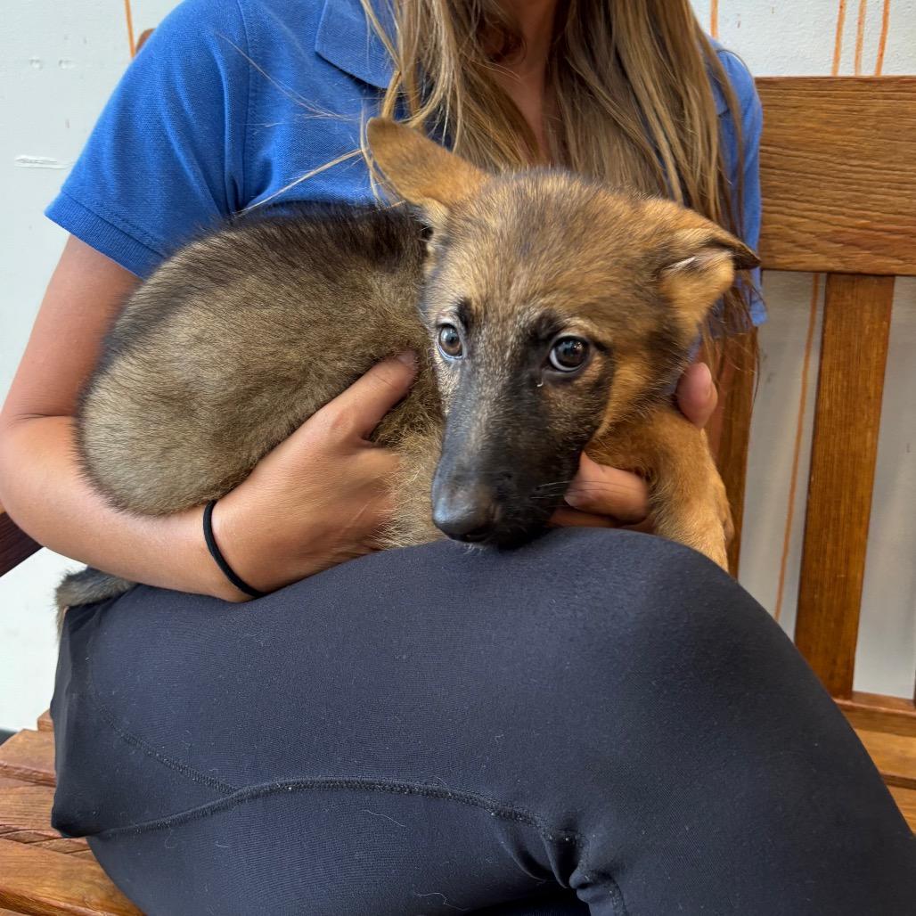 Enlarge Nora (26-166), a Adoptable mixed breed in New Ringgold, PA image 5/6