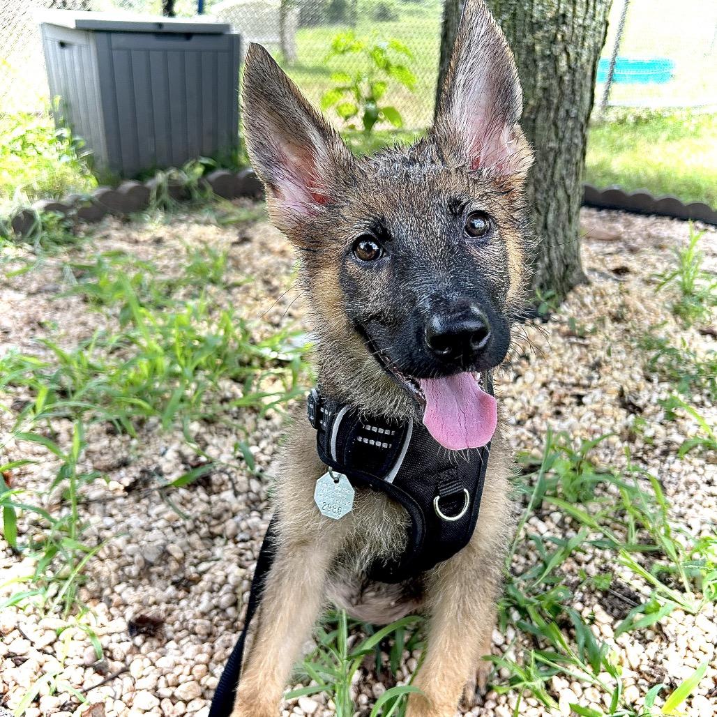 Enlarge Nora (26-166), a Adoptable mixed breed in New Ringgold, PA image 6/6