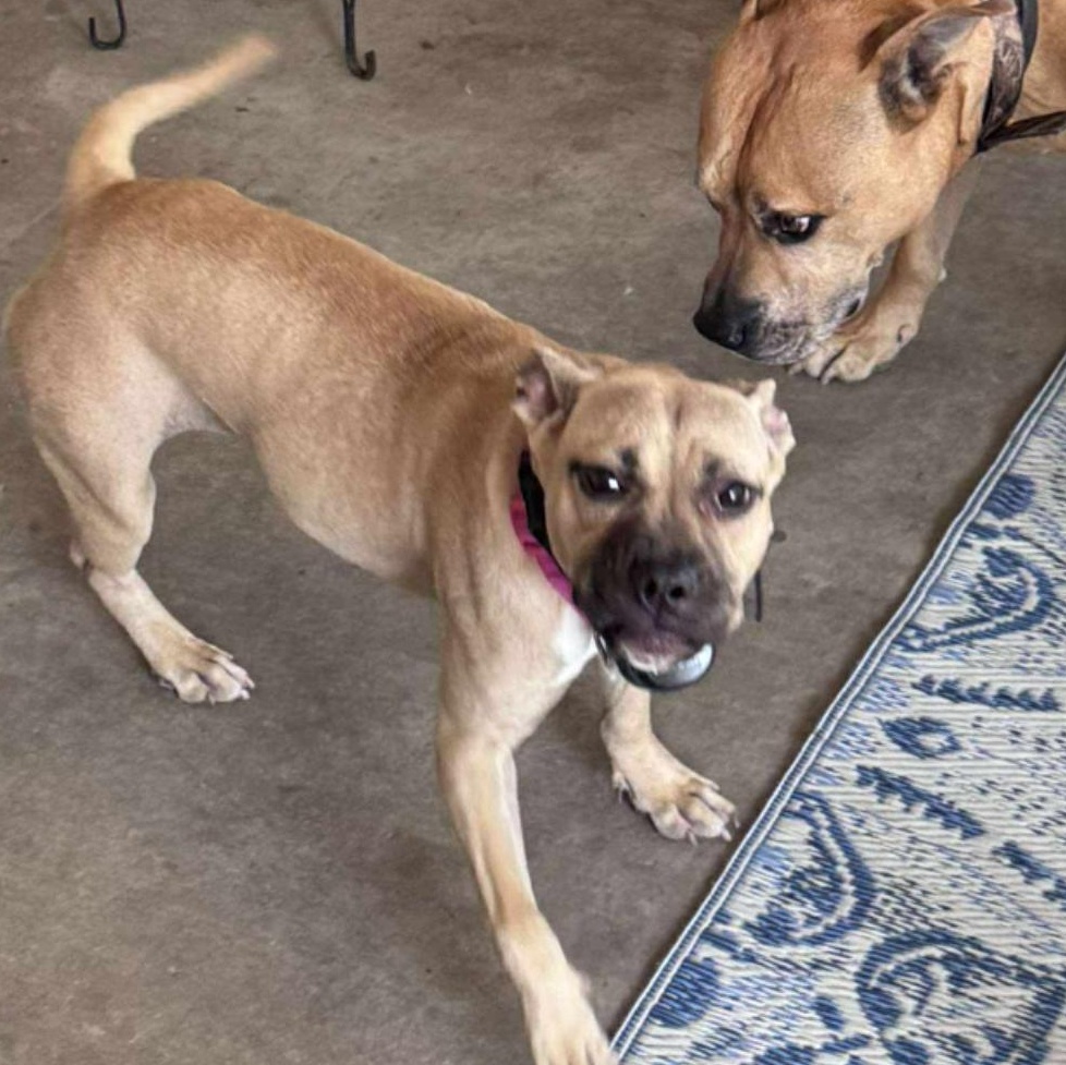 Enlarge Margarita, a Adoptable mixed breed in Kaplan, LA image 1/4