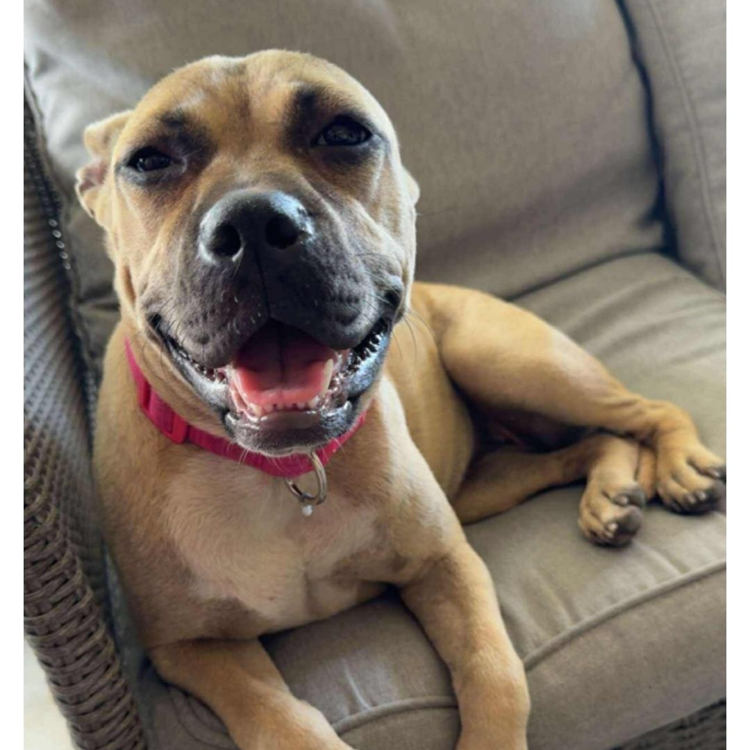 Enlarge Margarita, a Adoptable mixed breed in Kaplan, LA image 3/4