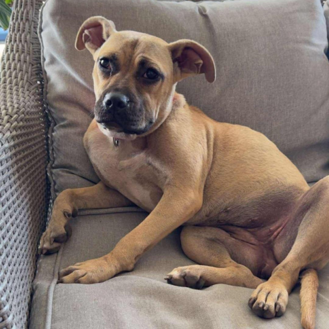 Enlarge Margarita, a Adoptable mixed breed in Kaplan, LA image 4/4