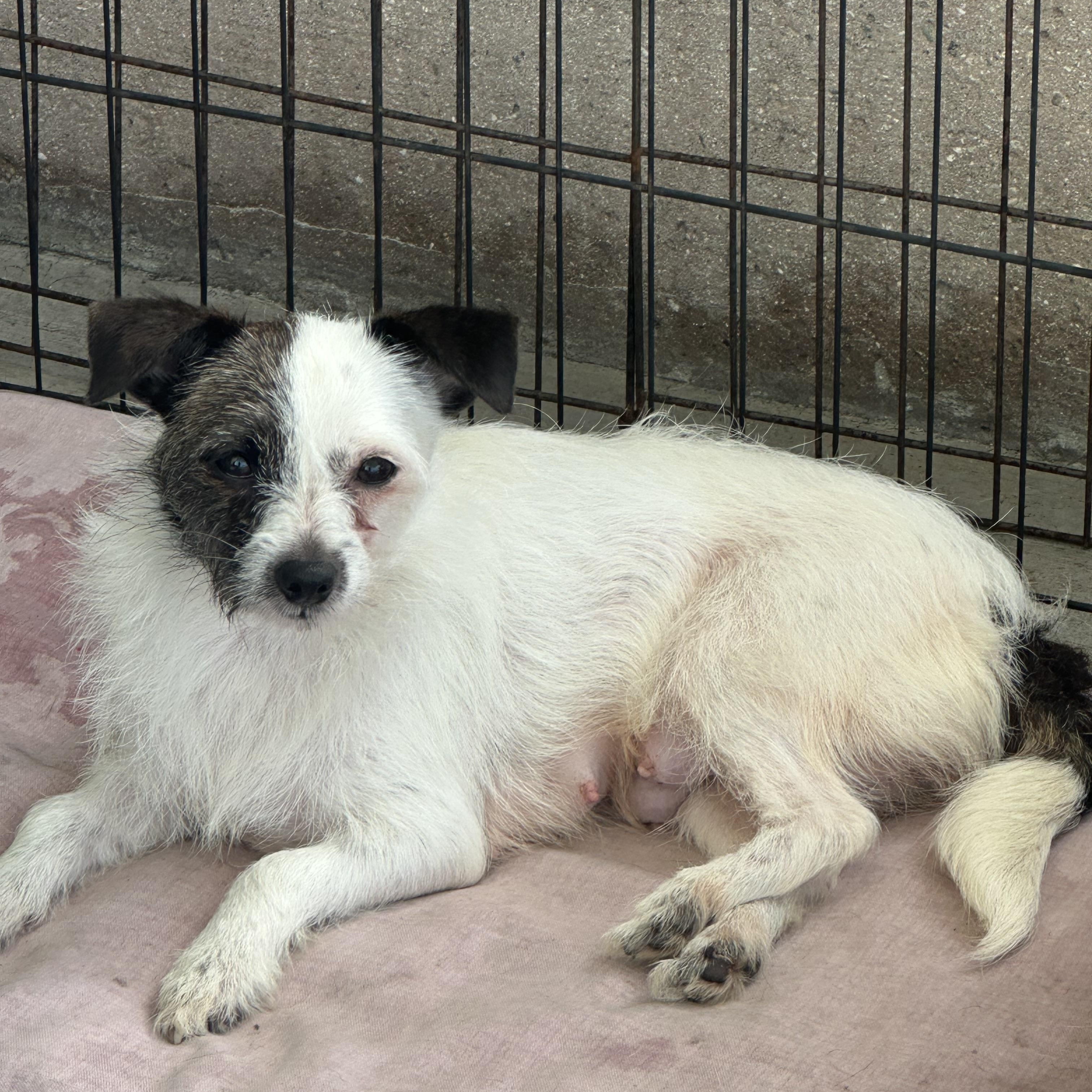 Lulu, ADOPTABLE, Adult Female Terrier.