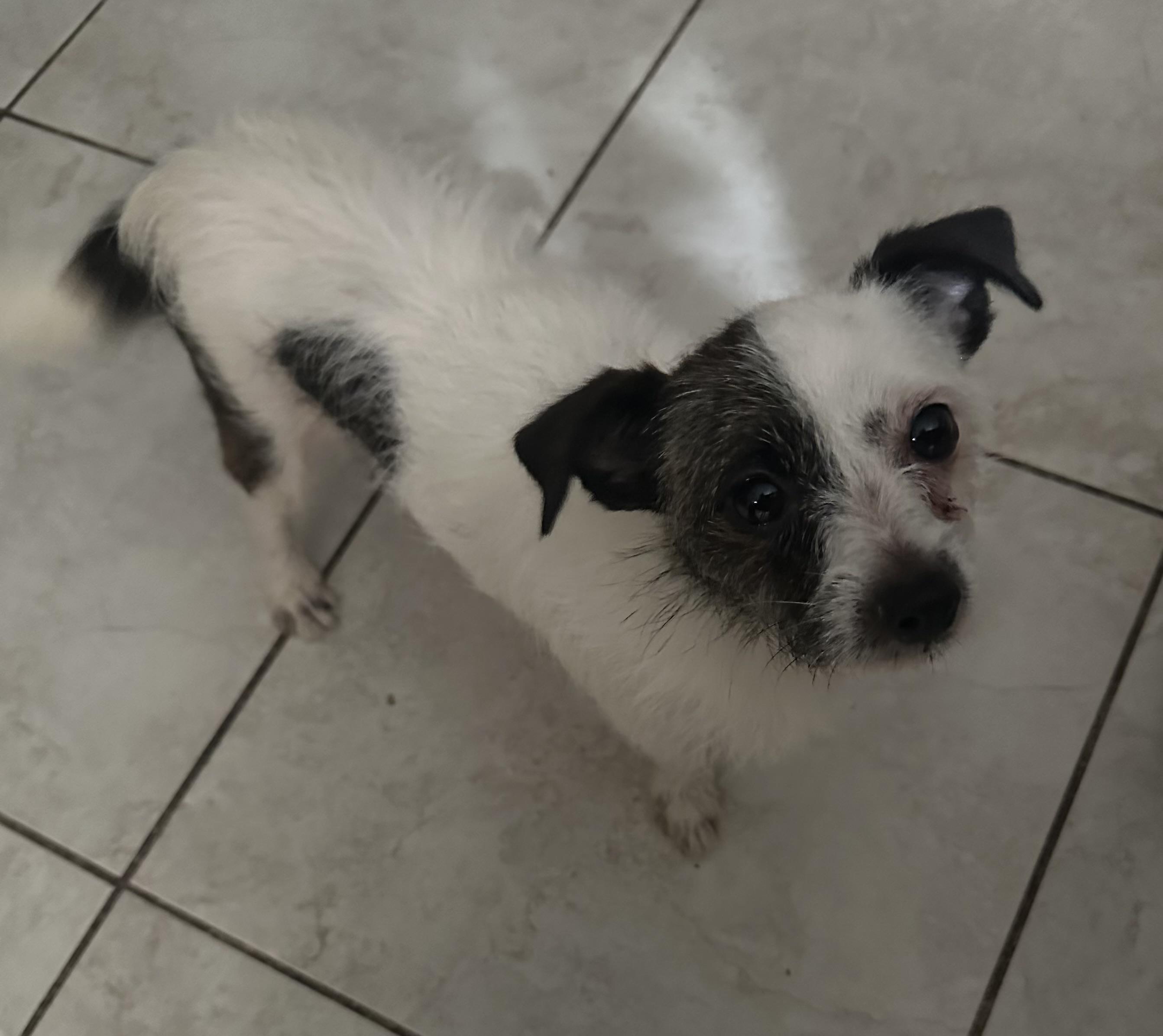 Enlarge Lulu, a ADOPTABLE mixed breed in La Palma, CA image 2/2