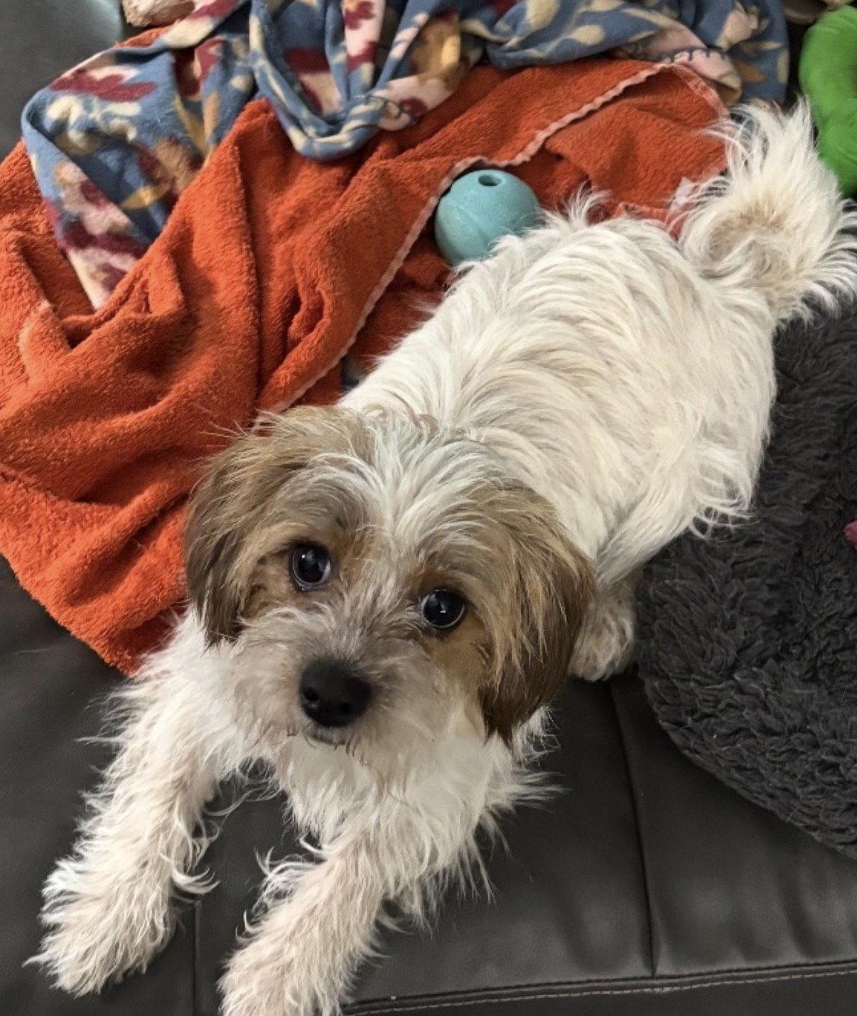 Enlarge Ginny Lonestar*, a Adoptable Norfolk Terrier in Rockaway, NJ image 1/2