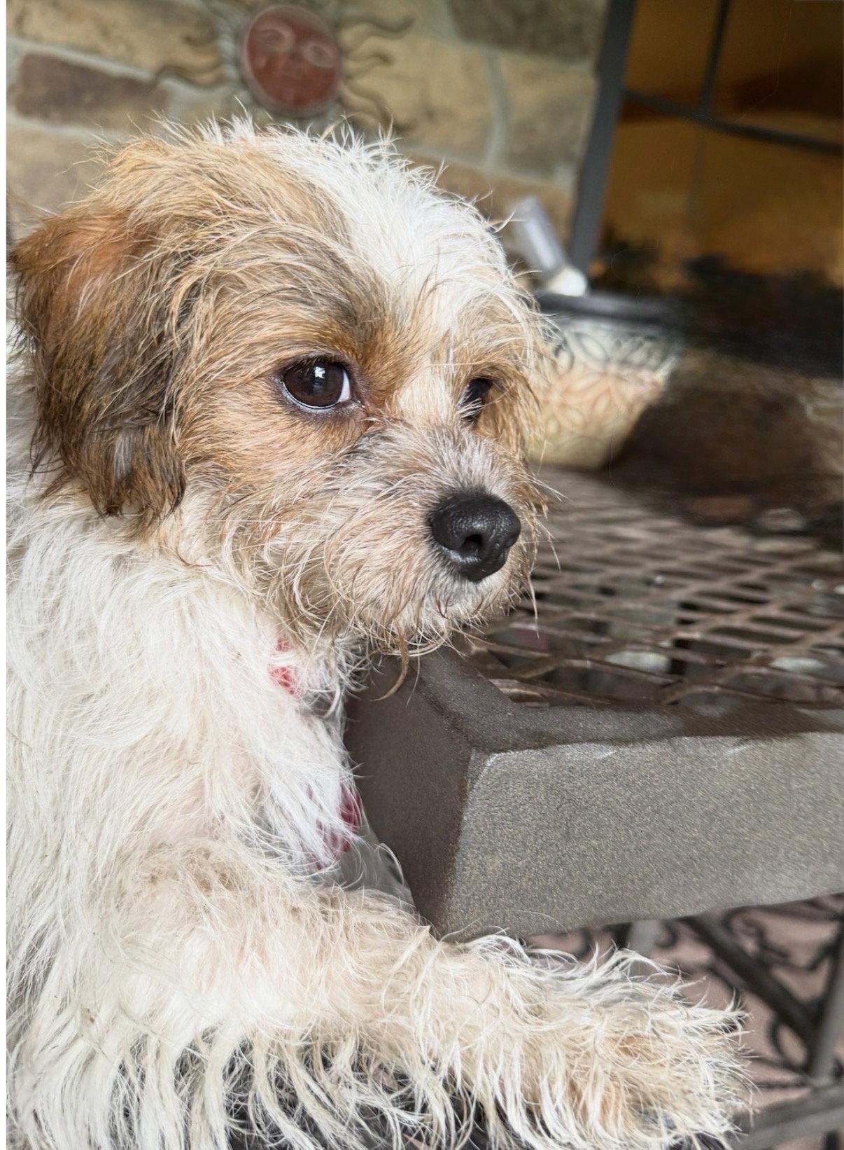 Enlarge Ginny Lonestar*, a Adoptable Norfolk Terrier in Rockaway, NJ image 2/2