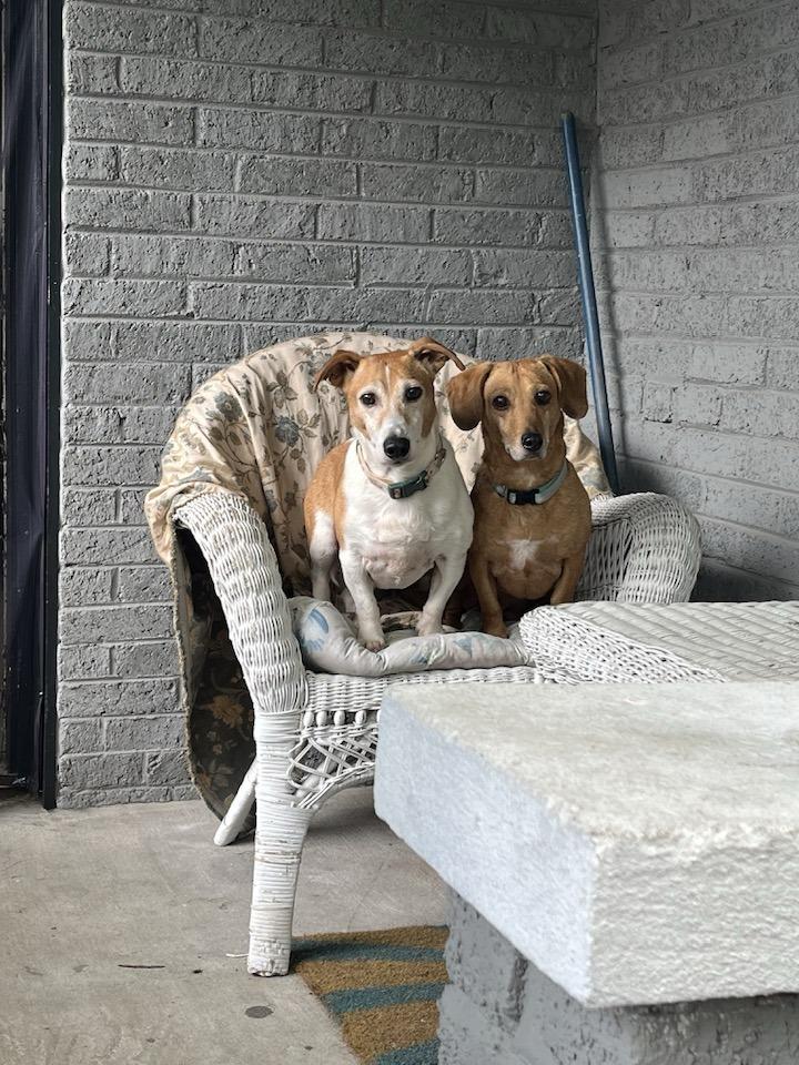 Cedar (bonded with Shaddock), a ADOPTABLE mixed breed in Indianapolis, IN image 6/6