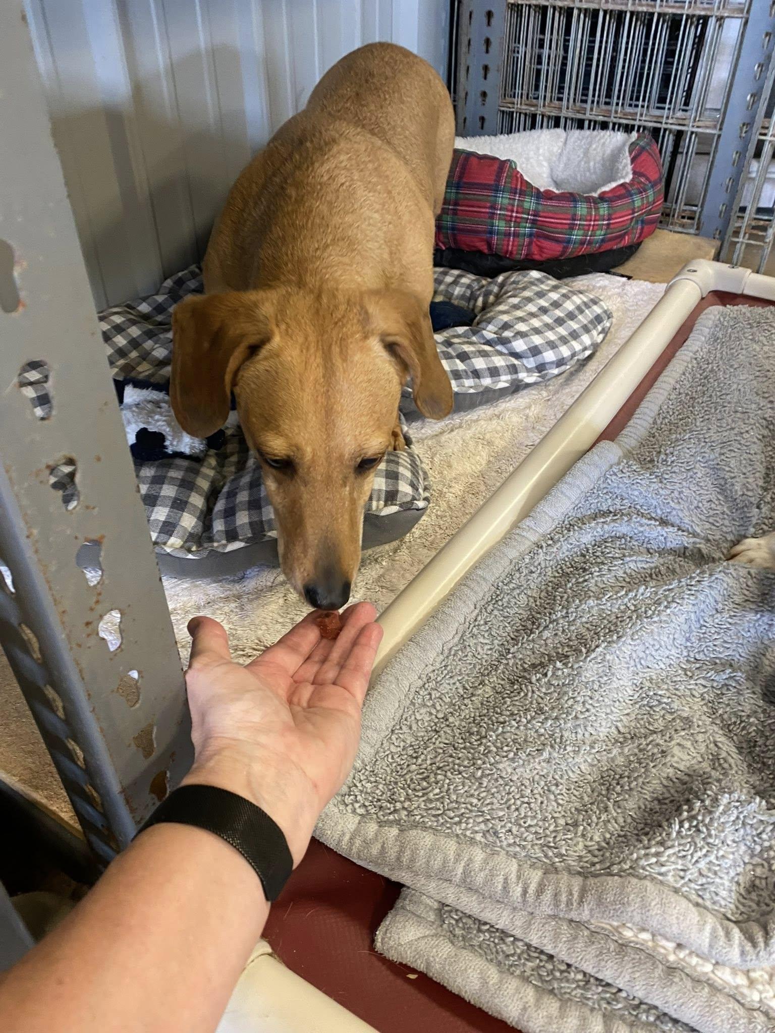 Cedar (bonded with Shaddock), a ADOPTABLE mixed breed in Indianapolis, IN image 2/6