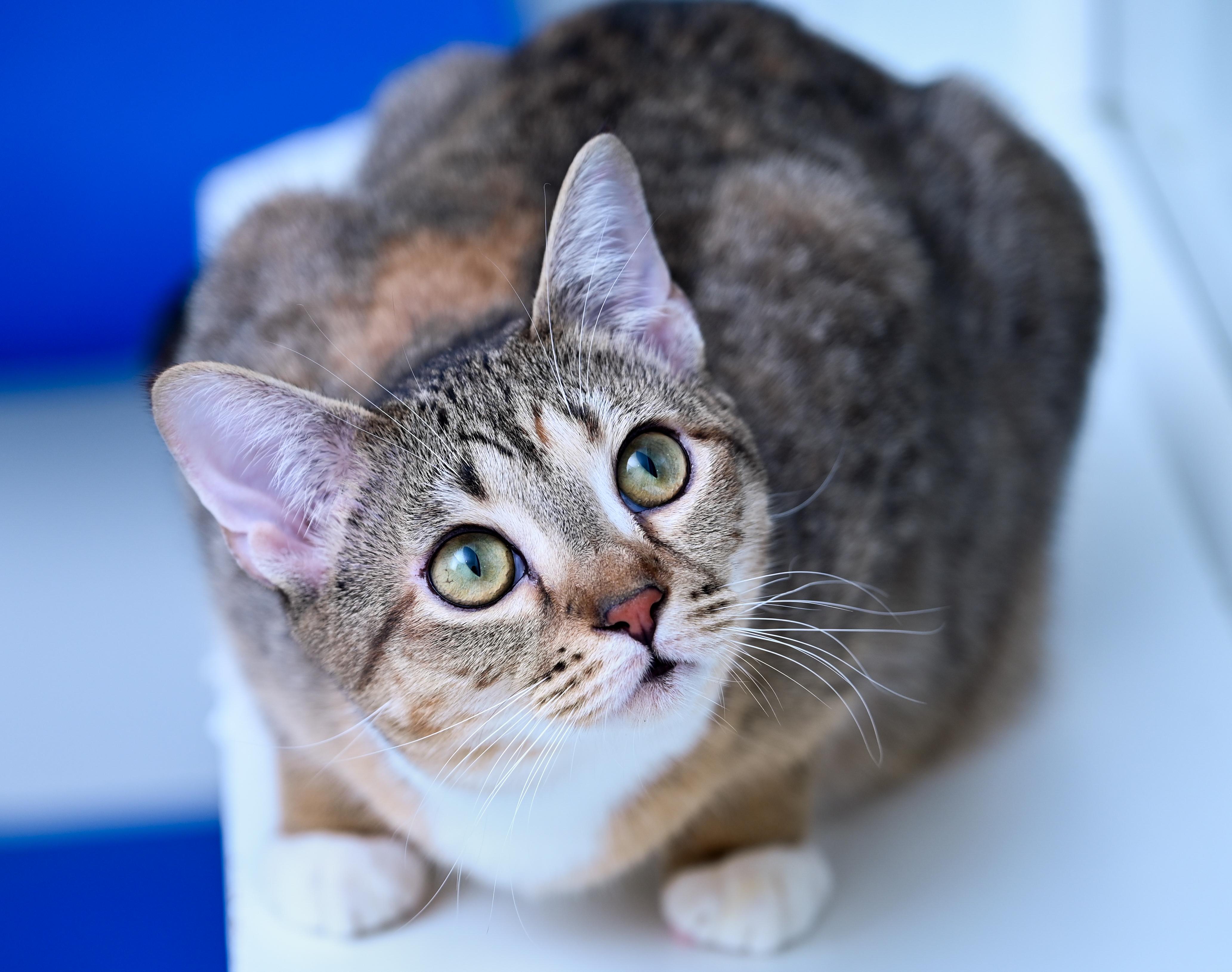 Elain, Adoptable, Young Female Torbie & Tabby.