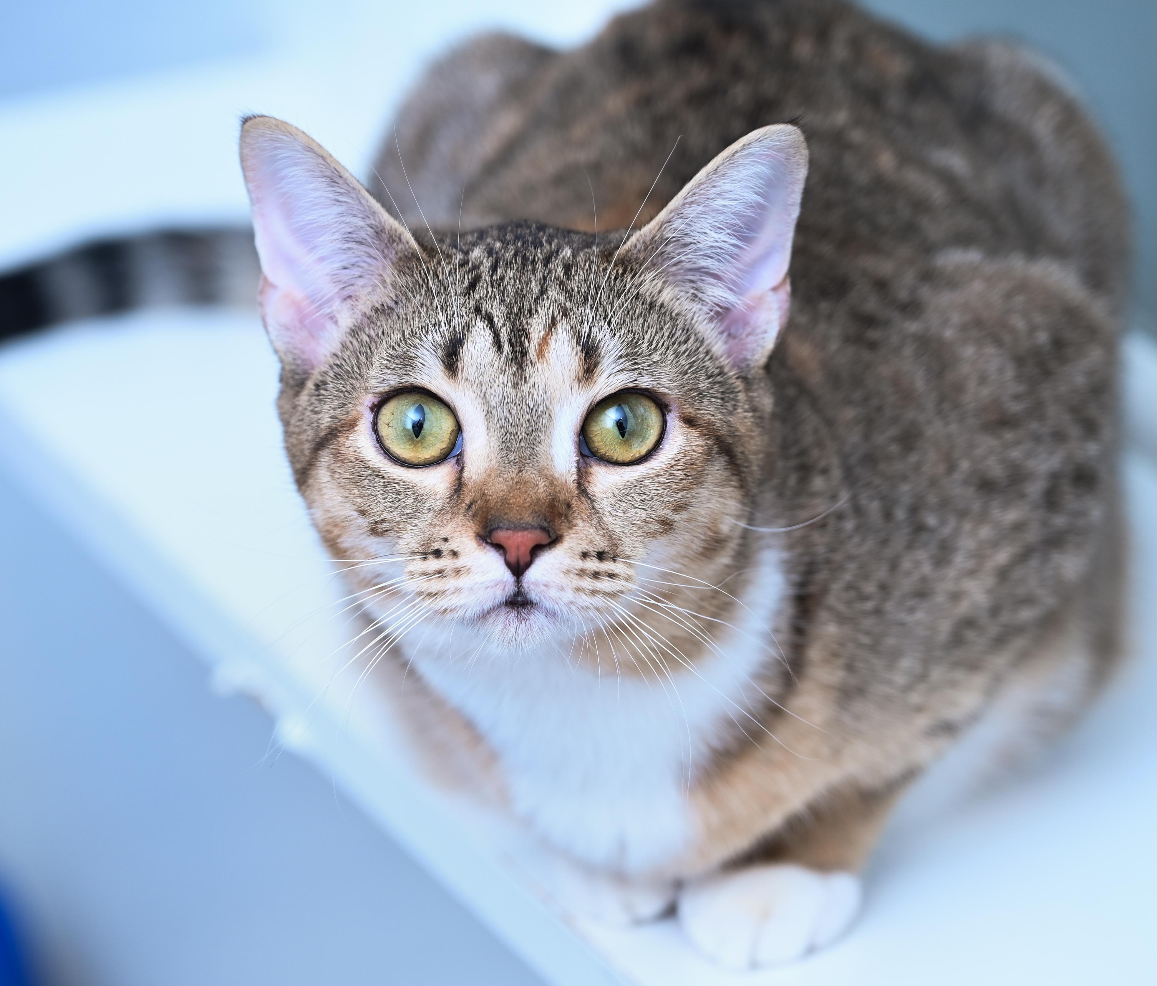 Enlarge Elain, a Adoptable mixed breed in Chattanooga, TN image 3/6