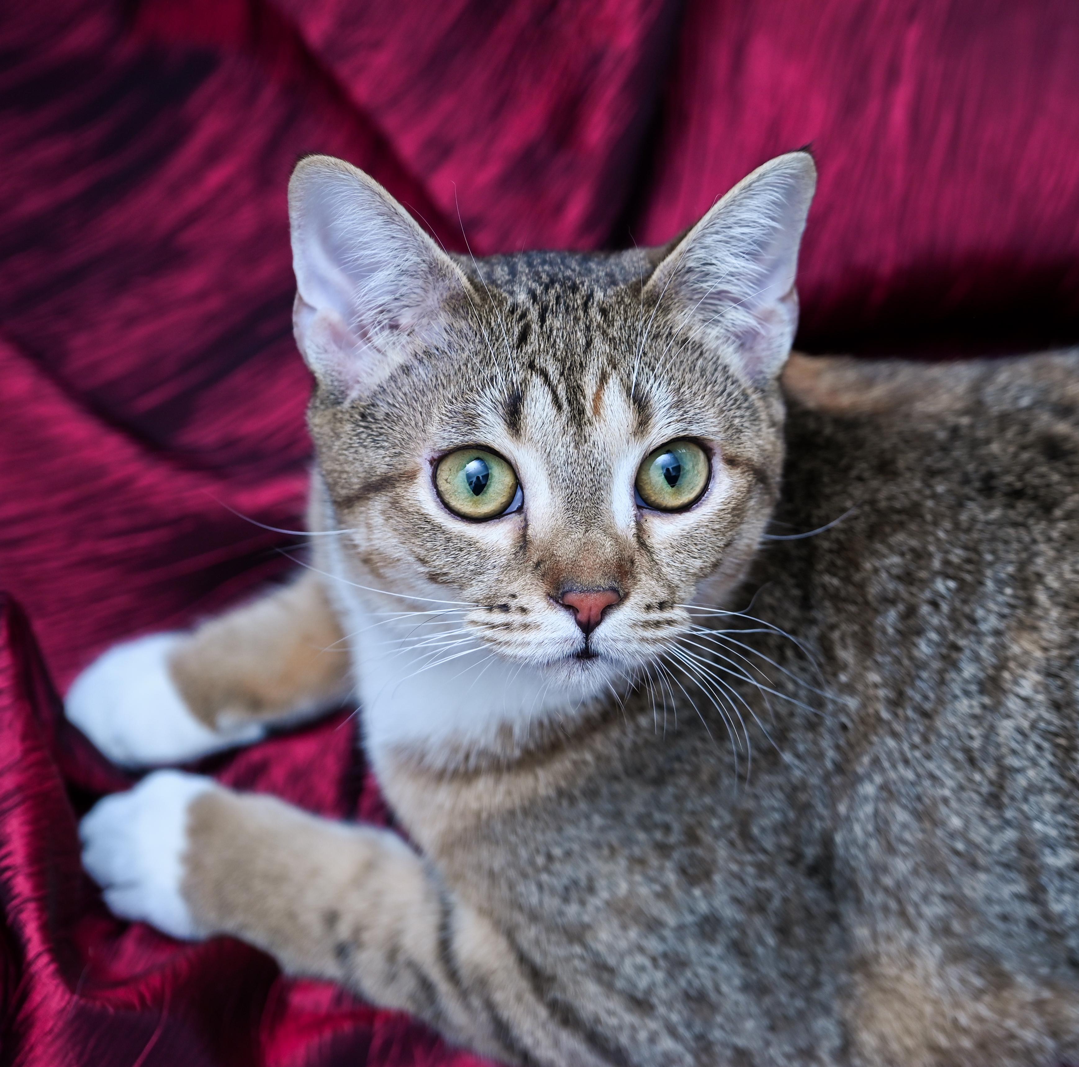 Enlarge Elain, a Adoptable mixed breed in Chattanooga, TN image 4/6