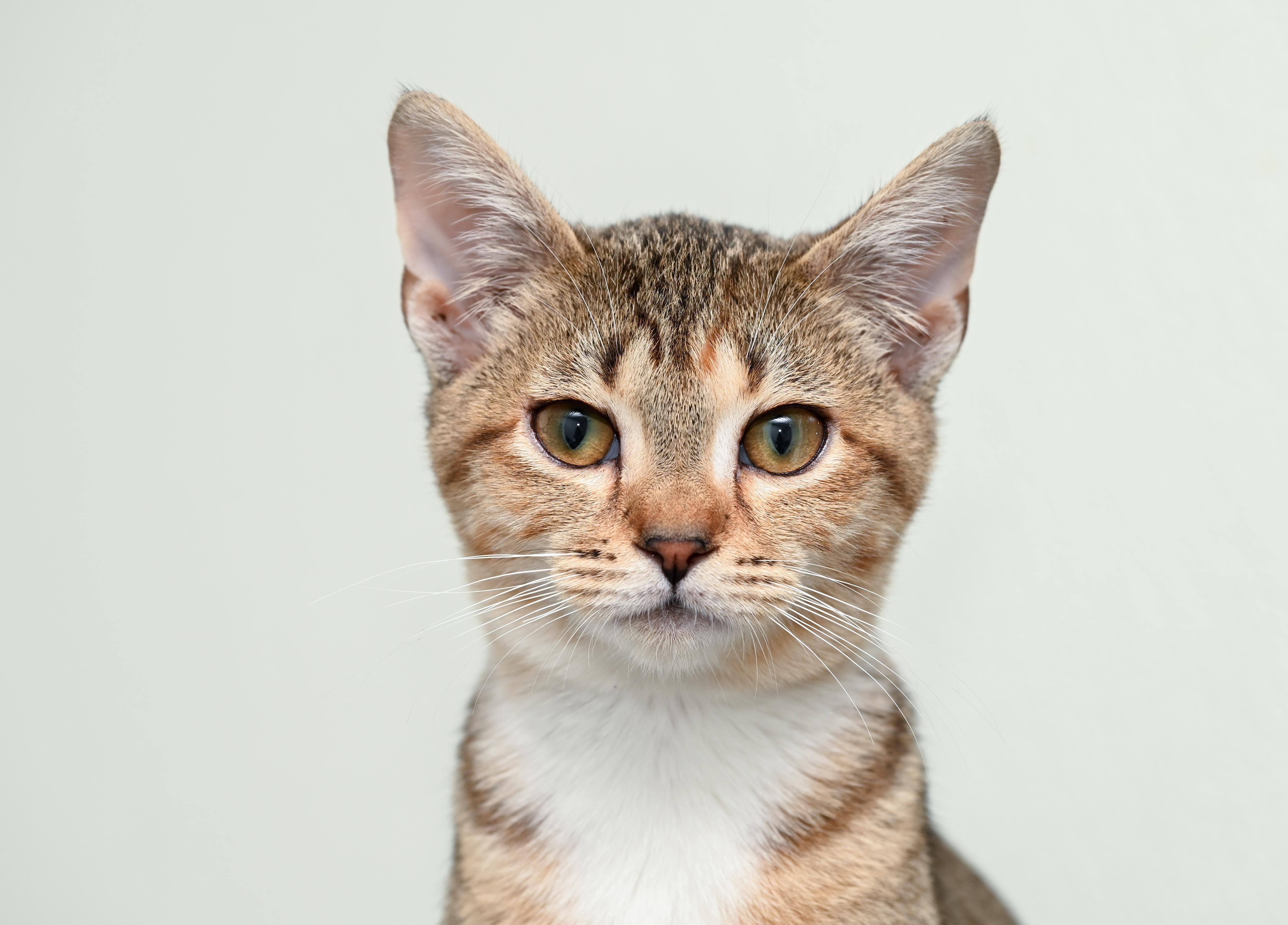 Elain, a Adoptable mixed breed in Chattanooga, TN image 3/6