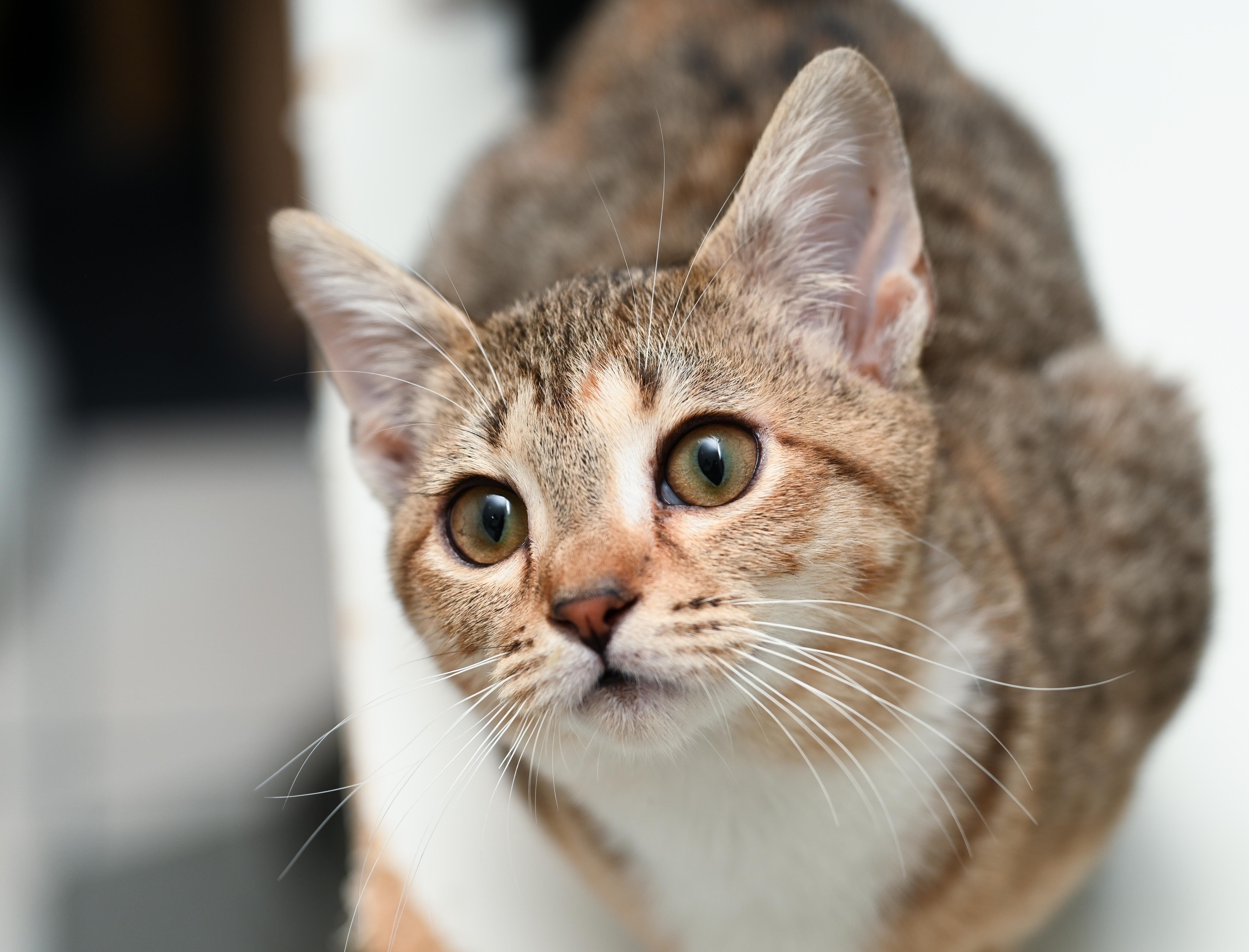 Elain, a Adoptable mixed breed in Chattanooga, TN image 5/6