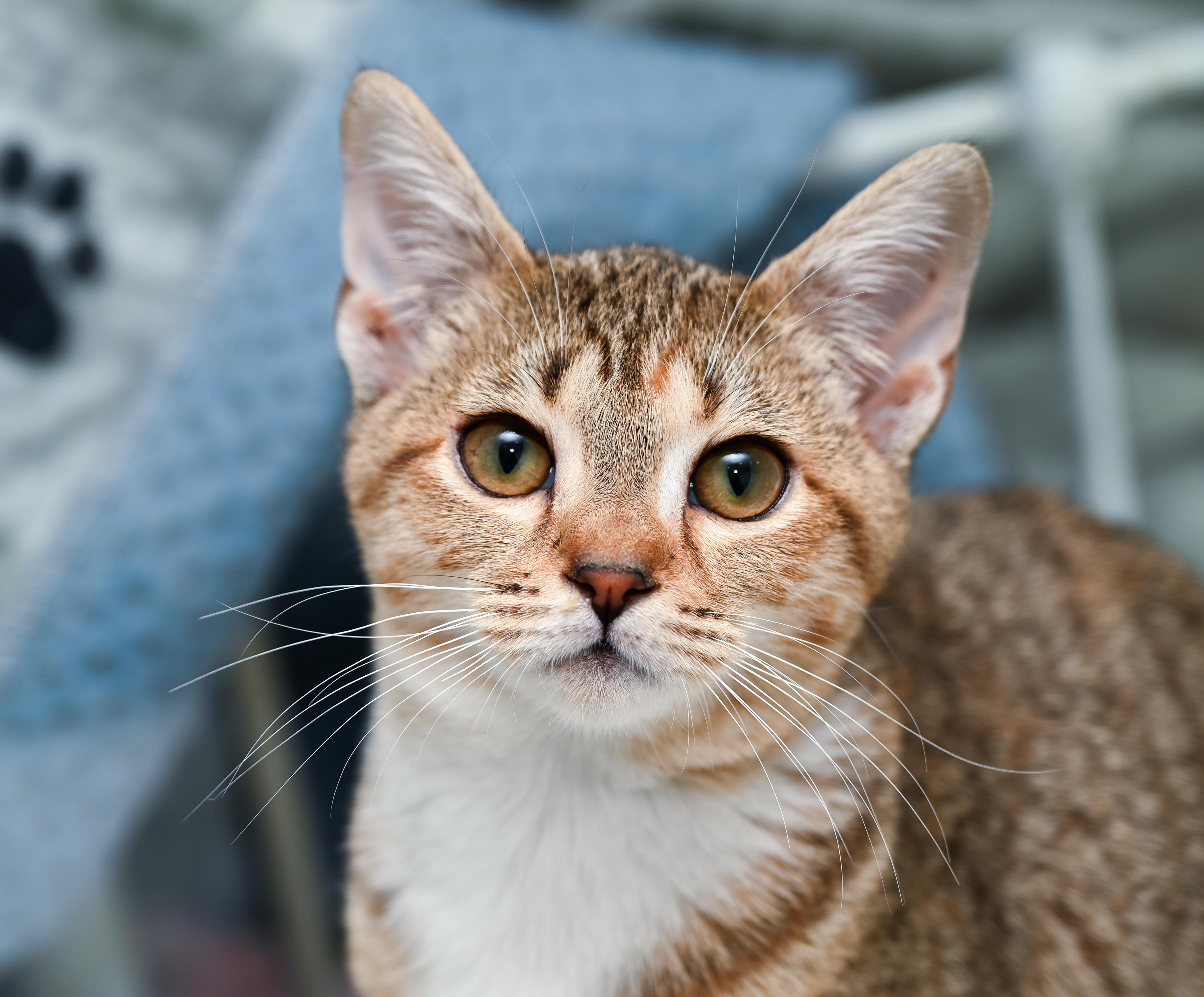 Elain, a Adoptable mixed breed in Chattanooga, TN image 4/6