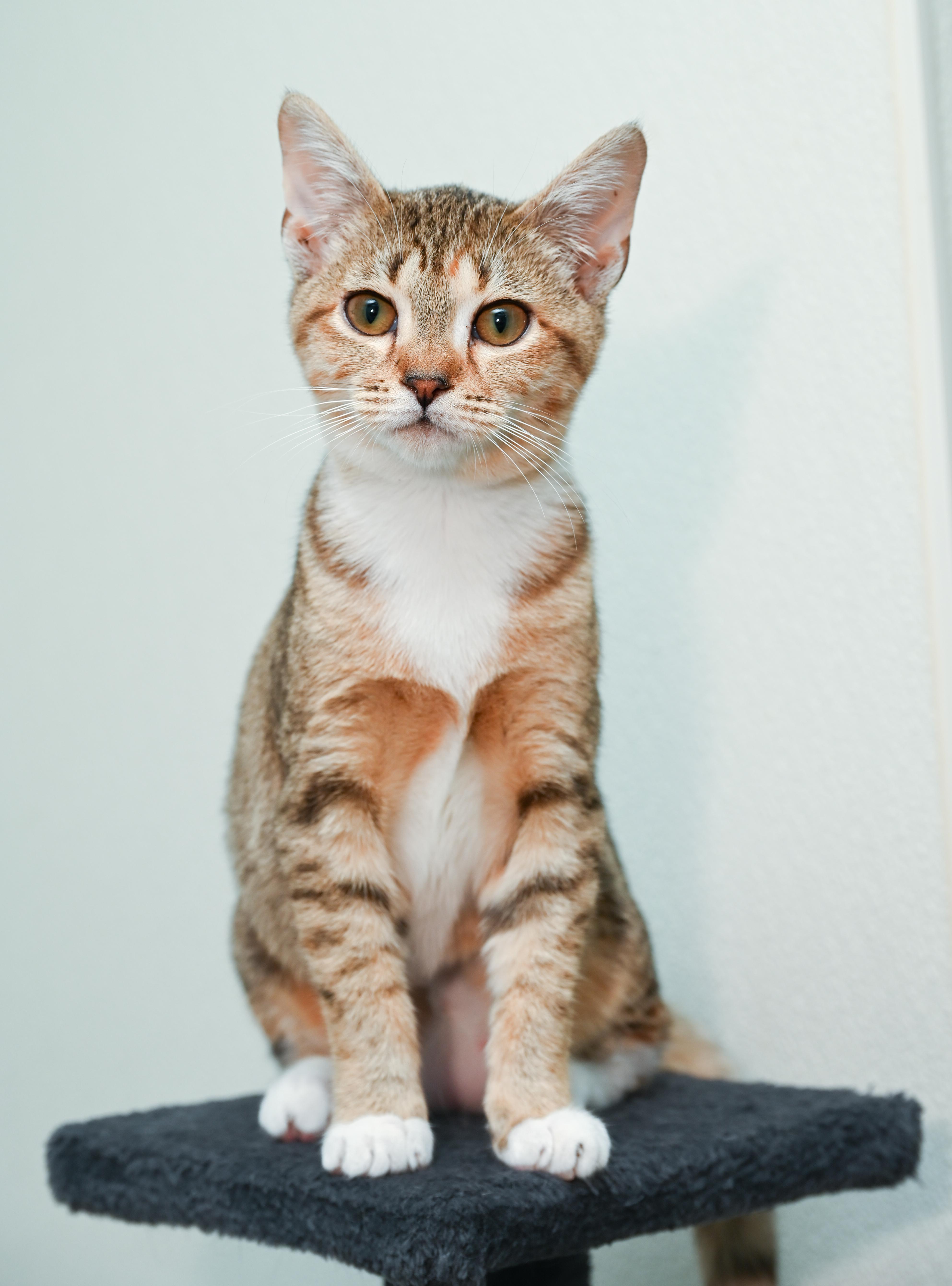 Elain, a Adoptable mixed breed in Chattanooga, TN image 2/6