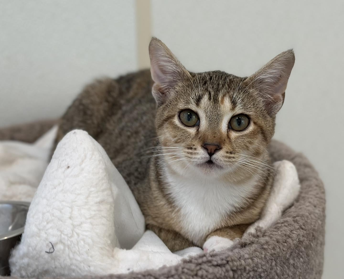 Elain, a Adoptable mixed breed in Chattanooga, TN image 6/6