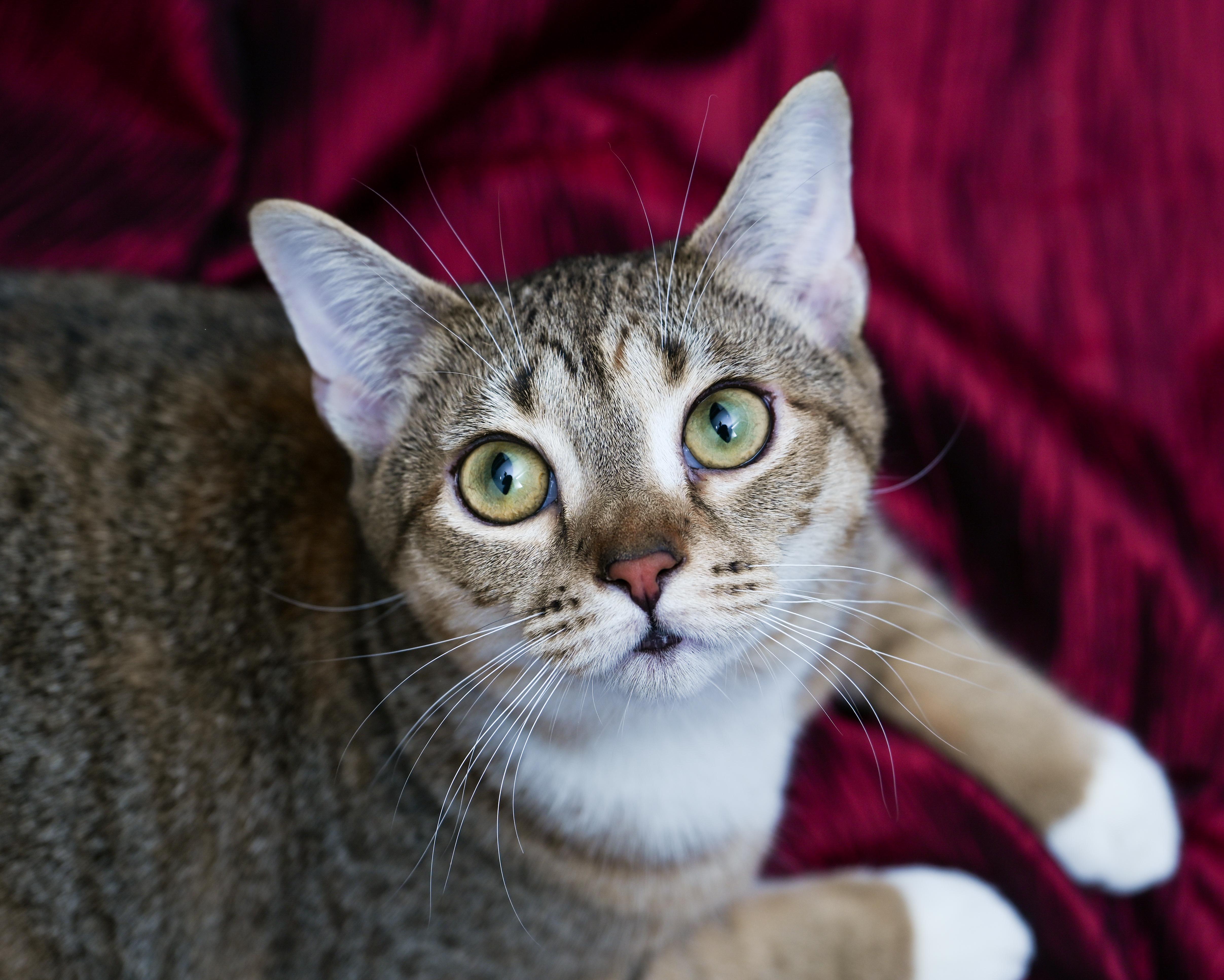 Enlarge Elain, a Adoptable mixed breed in Chattanooga, TN image 2/6