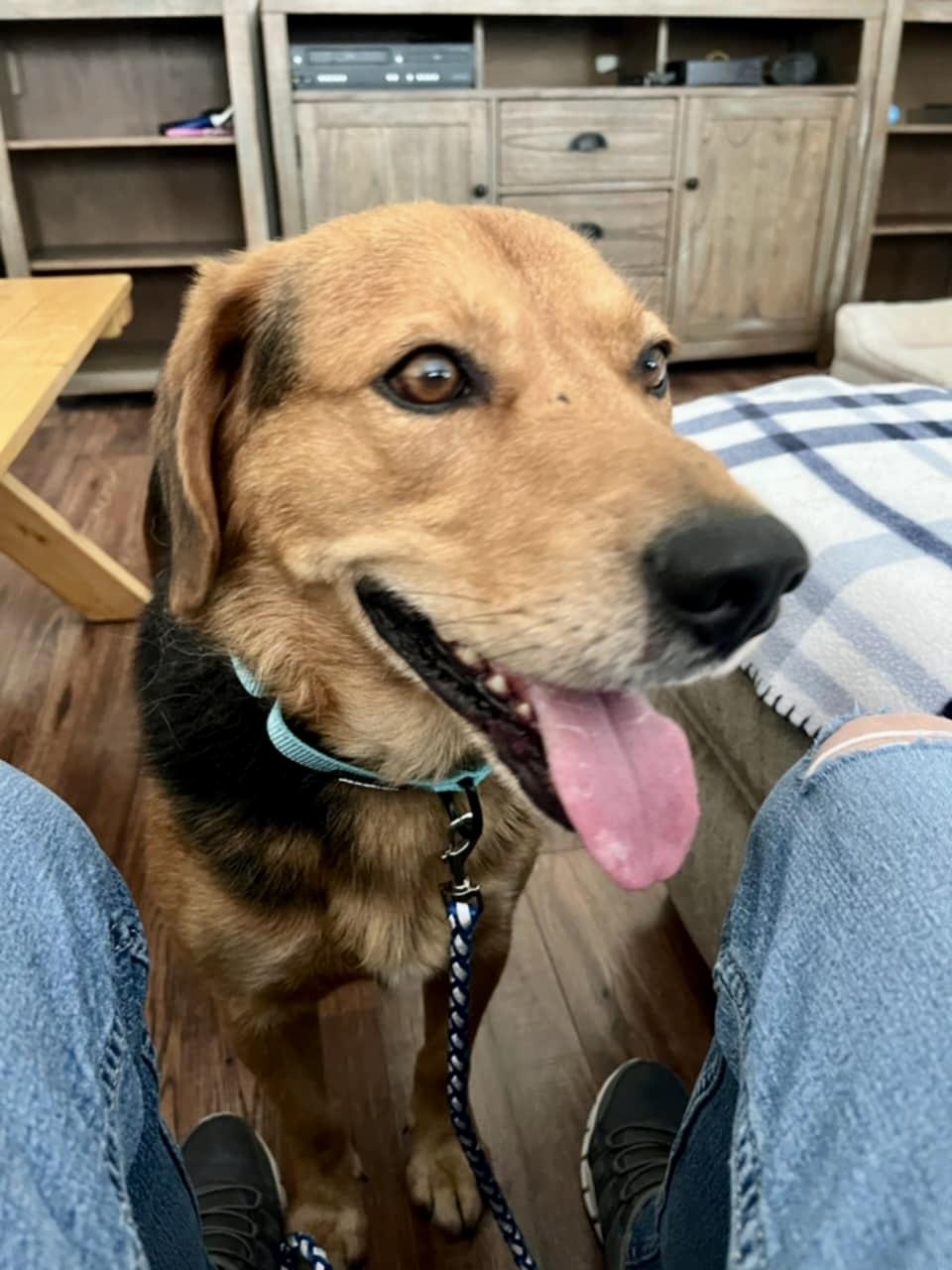 BUD, Adoptable, Adult Male Beagle.