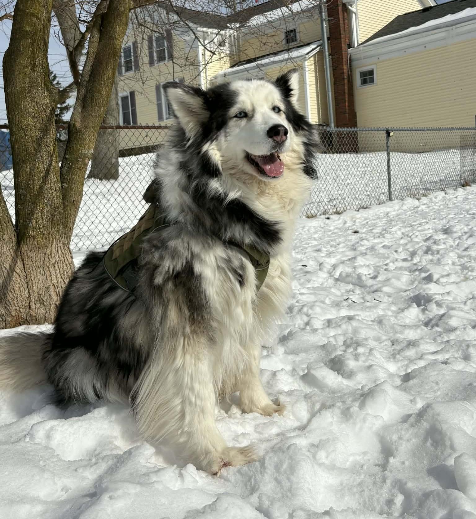 Enlarge Mocha, a ADOPTABLE mixed breed in Brunswick, OH image 2/6