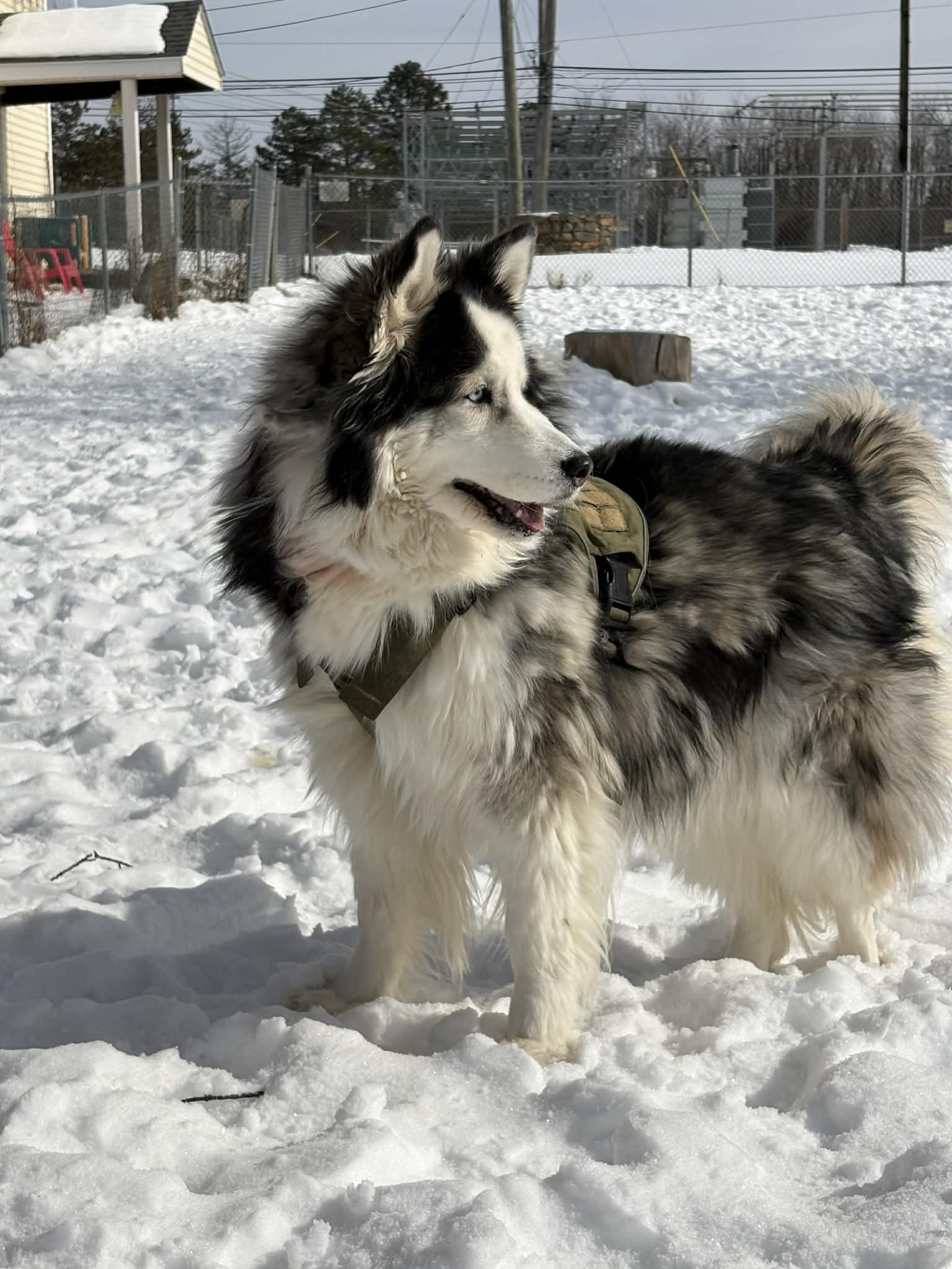 Enlarge Mocha, a ADOPTABLE mixed breed in Brunswick, OH image 3/6