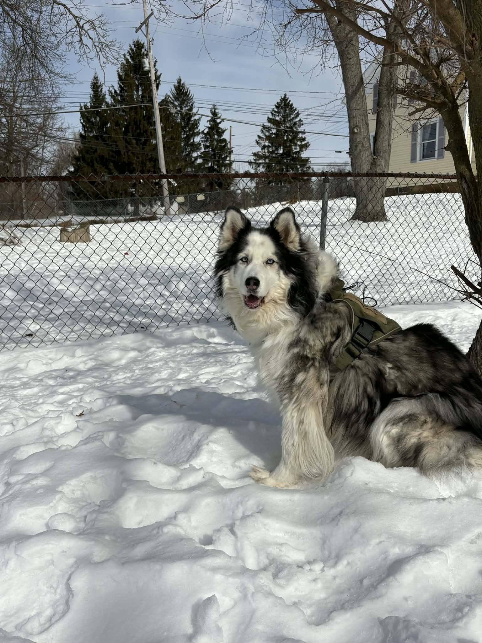Enlarge Mocha, a ADOPTABLE mixed breed in Brunswick, OH image 6/6