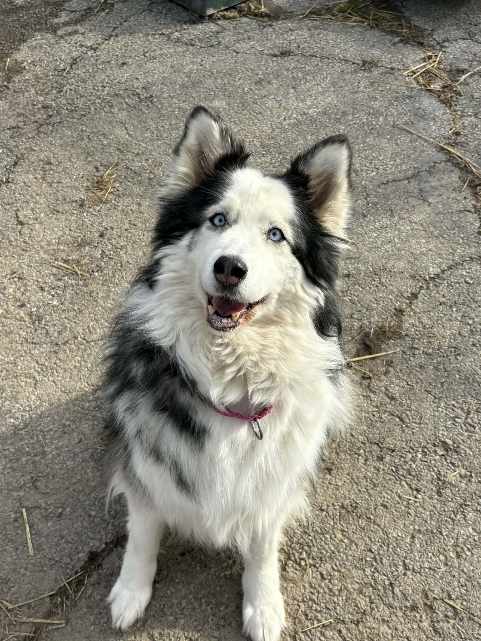 Mocha, ADOPTABLE, Adult Female Alaskan Malamute & Border Collie.