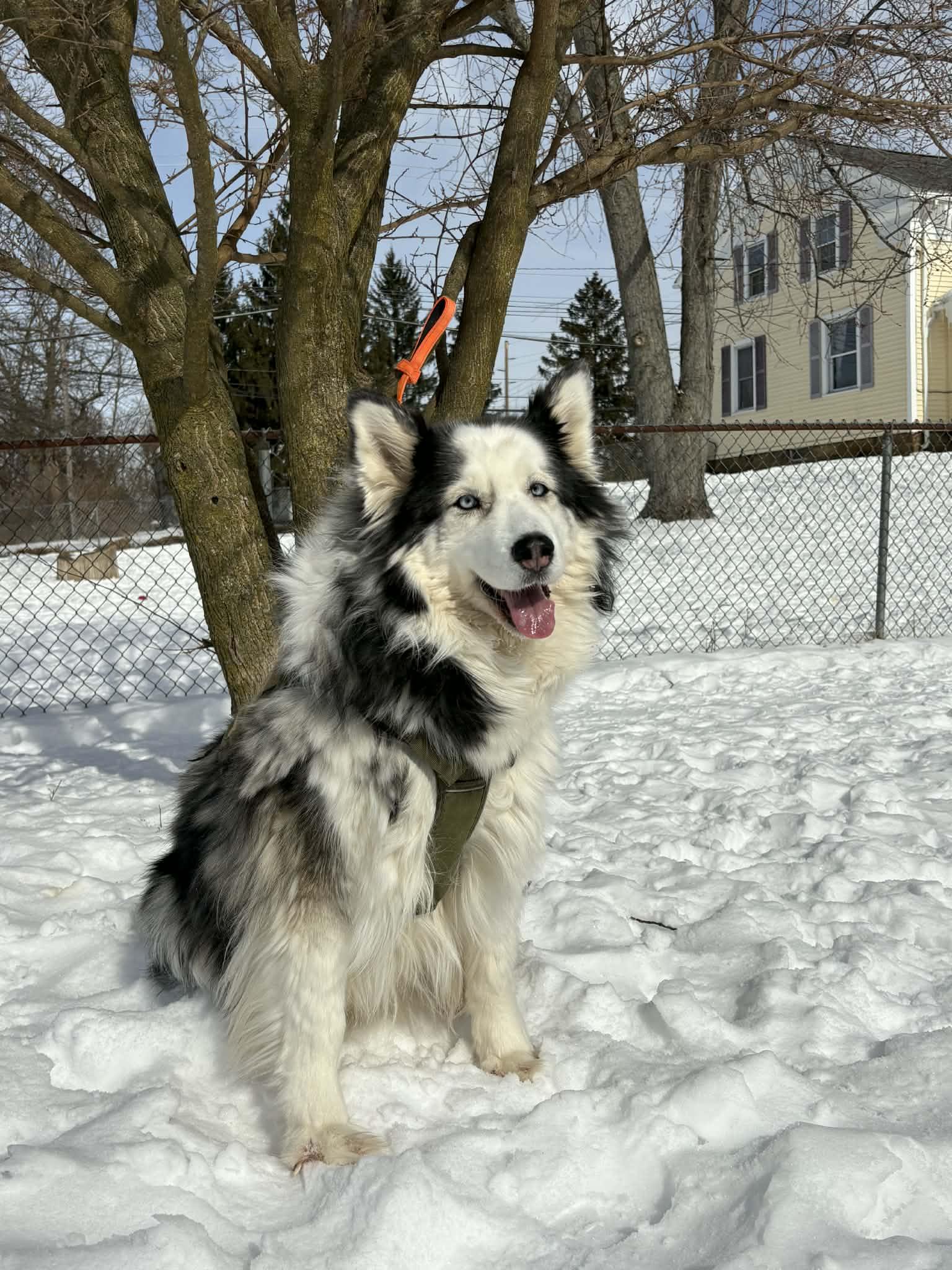 Enlarge Mocha, a ADOPTABLE mixed breed in Brunswick, OH image 5/6