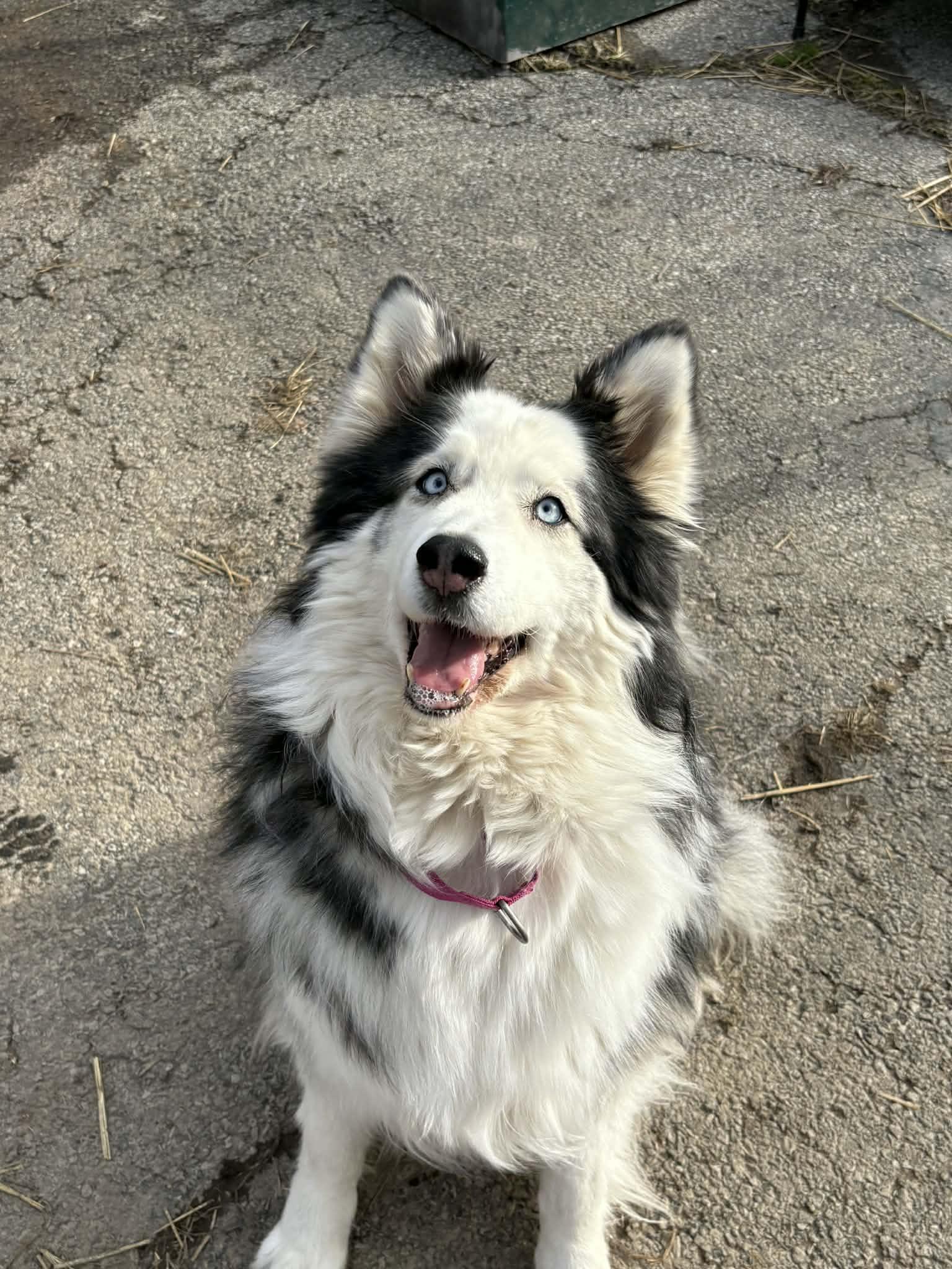 Enlarge Mocha, a ADOPTABLE mixed breed in Brunswick, OH image 4/6