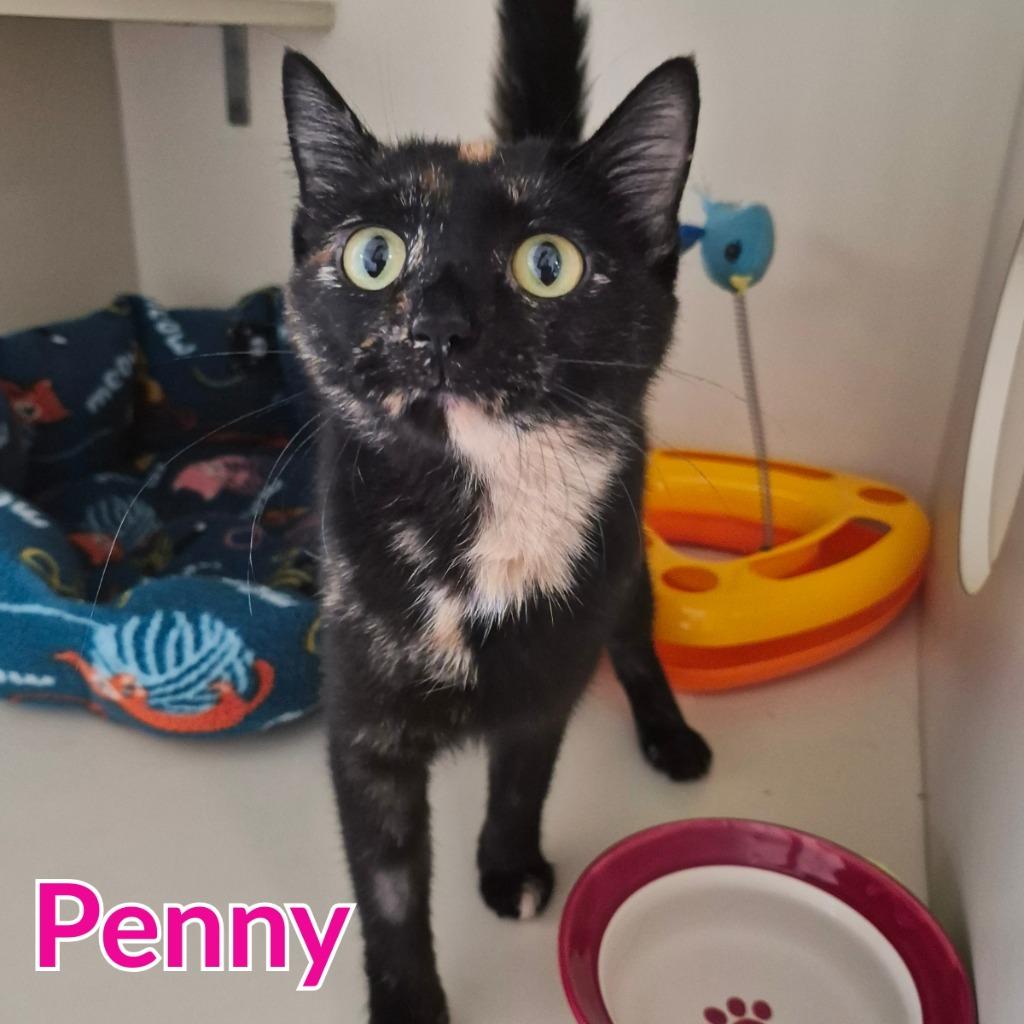 Penny, Adoptable, Young Female Domestic Short Hair.