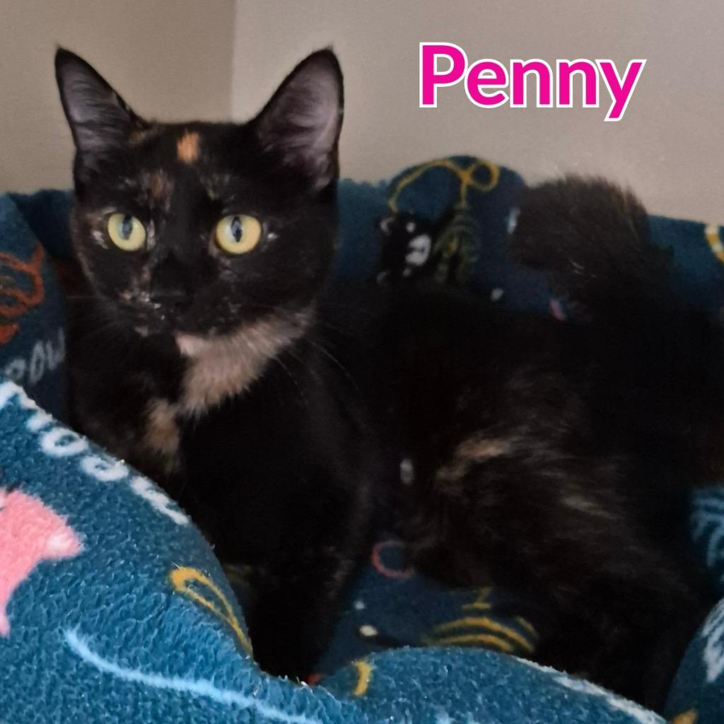 Enlarge Penny, a Adoptable mixed breed in North Saint Paul, MN image 2/3