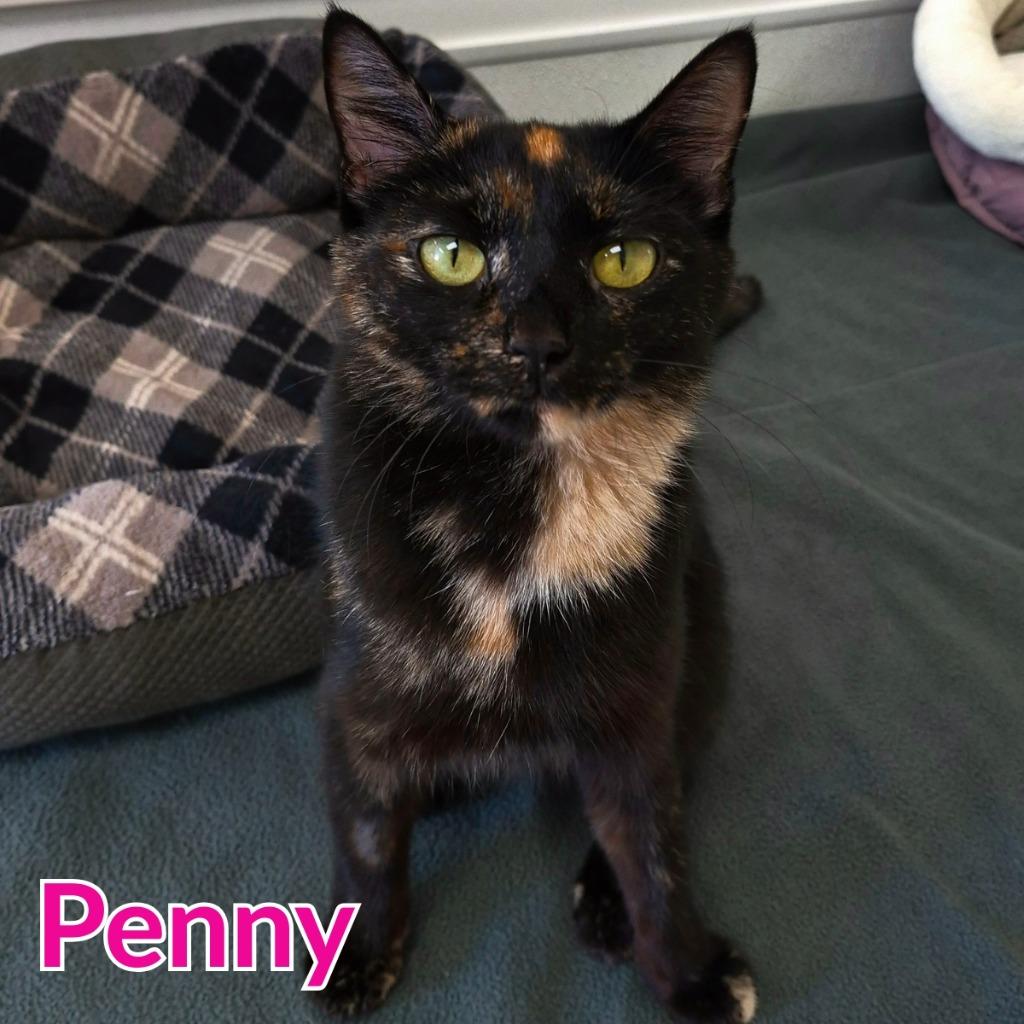 Enlarge Penny, a Adoptable mixed breed in North Saint Paul, MN image 3/3