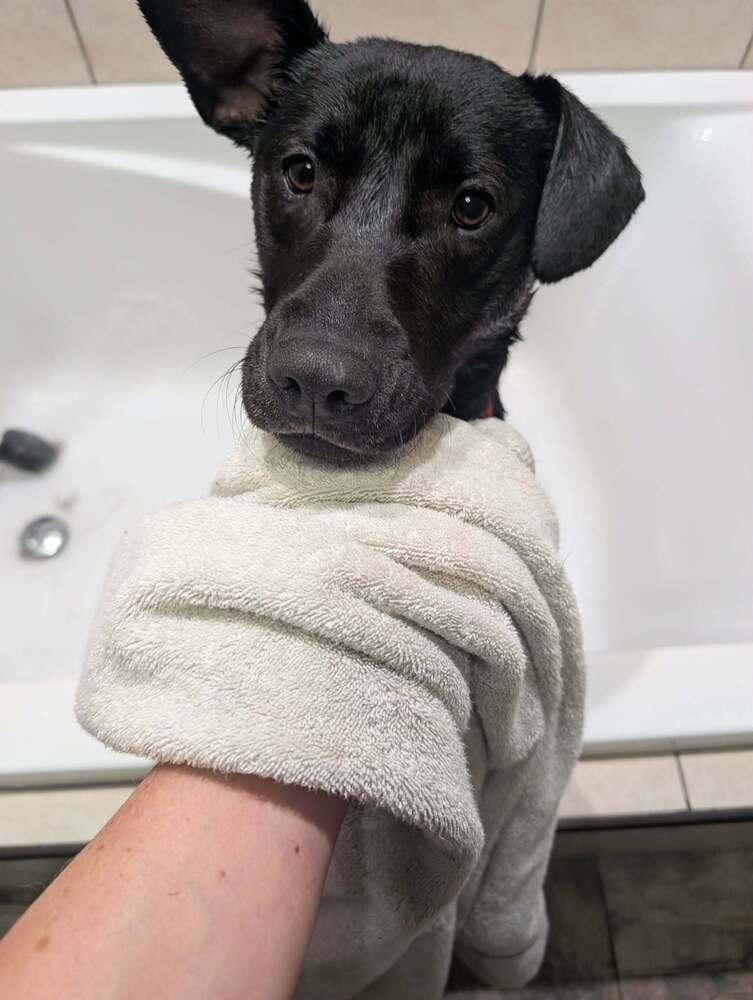 Enlarge Herman, a Adoptable mixed breed in Amherst, NY image 1/5