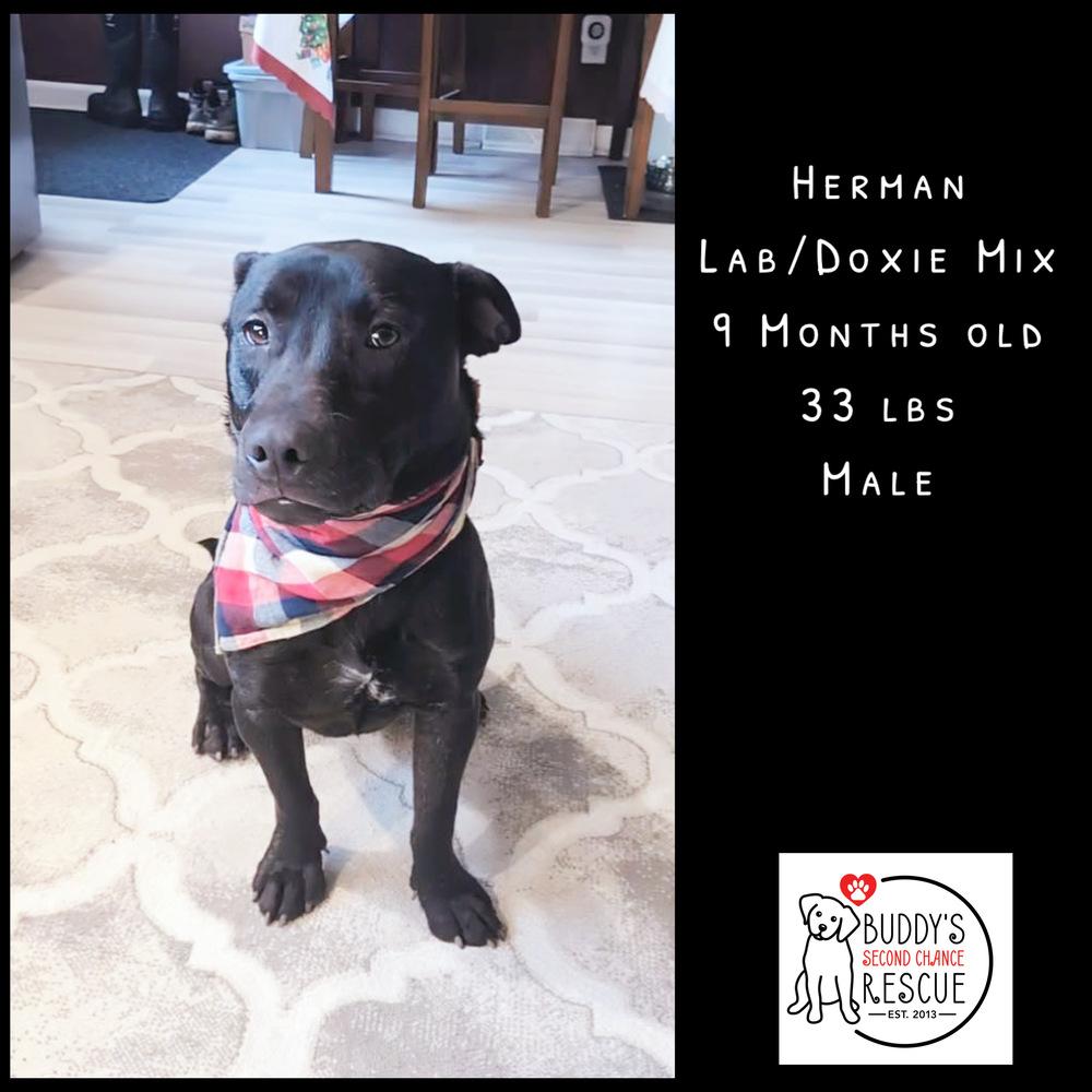 Enlarge Herman, a Adoptable mixed breed in Amherst, NY image 2/5