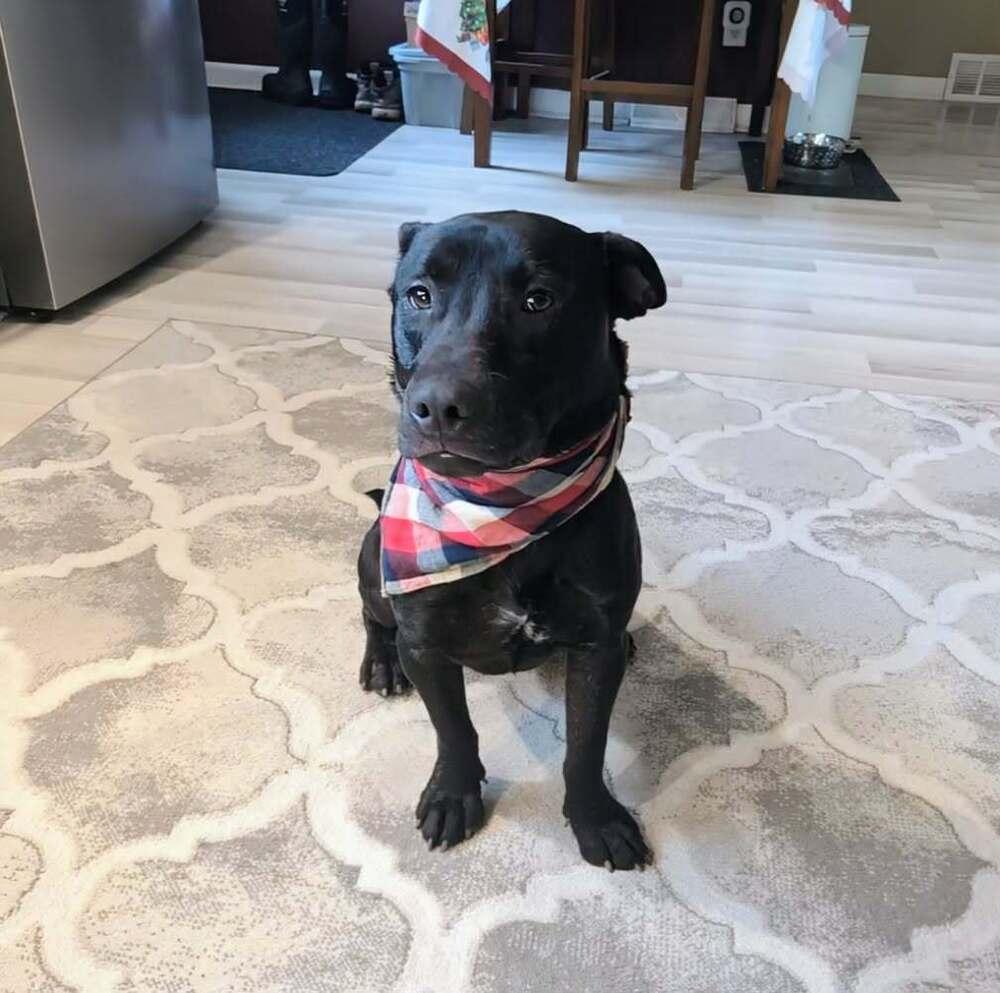 Enlarge Herman, a Adoptable mixed breed in Amherst, NY image 3/5