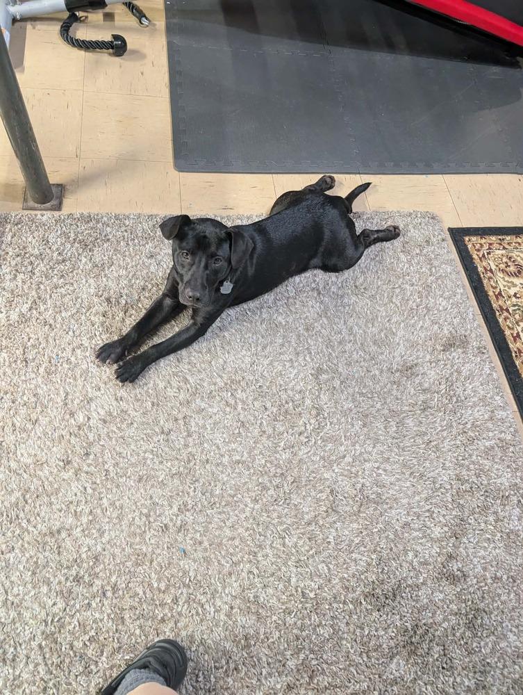 Enlarge Herman, a Adoptable mixed breed in Amherst, NY image 4/5