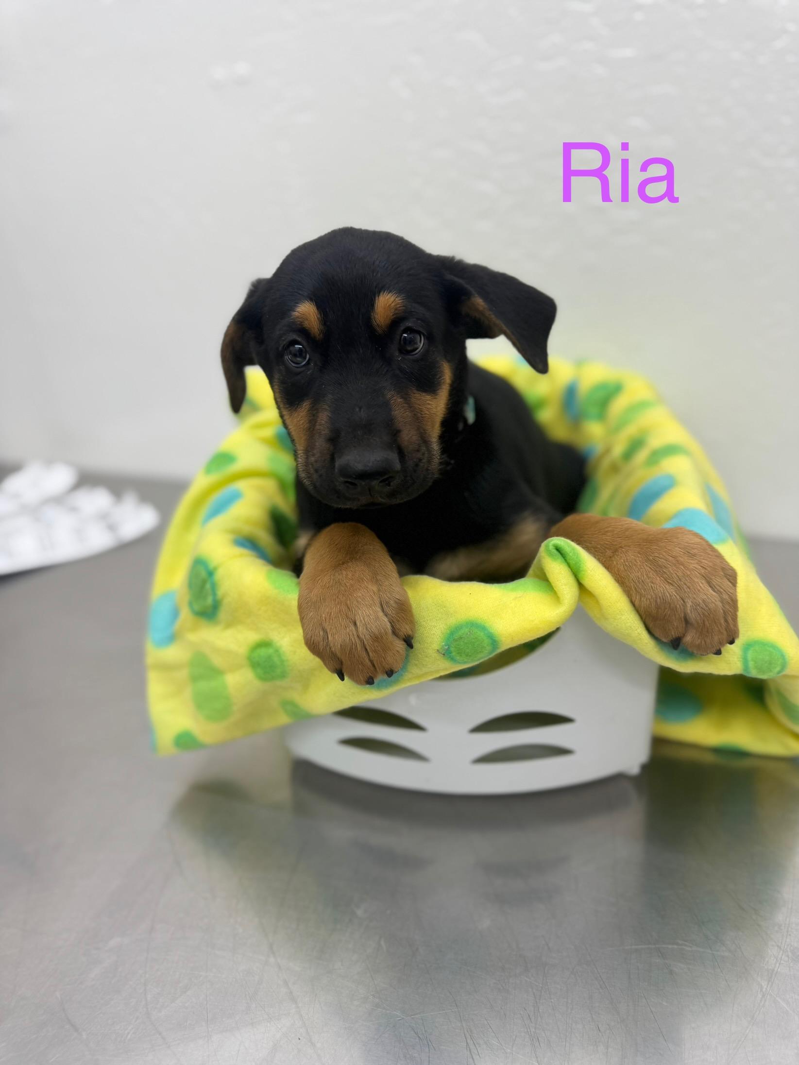 Ria 0125