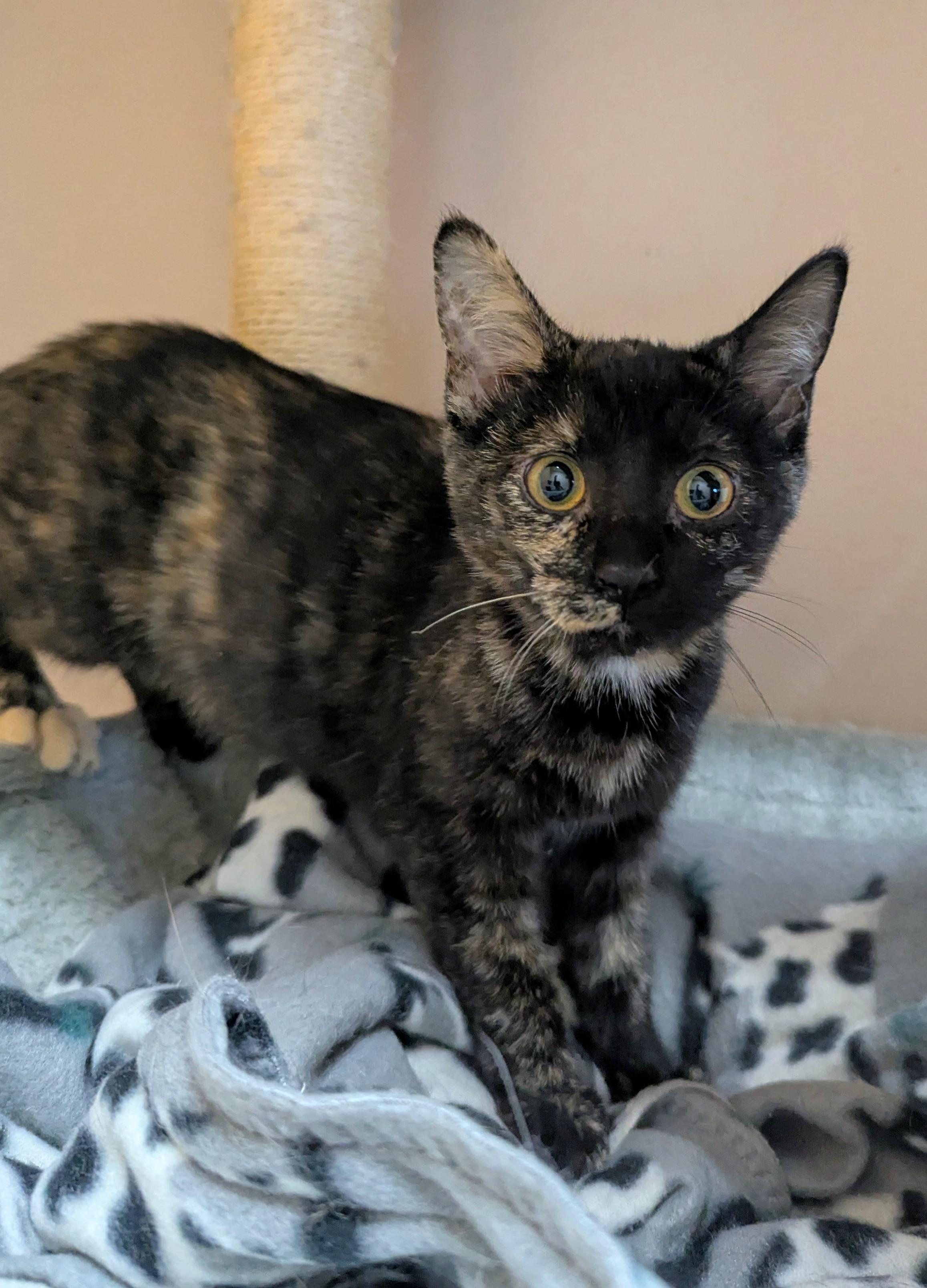 Enlarge Target, a Adoptable Domestic Short Hair in Oconto, WI image 1/1