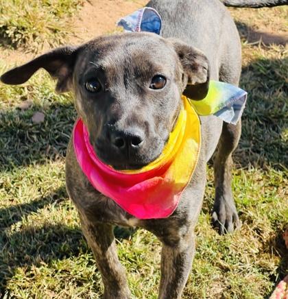 Enlarge Rosita $85 Fostered, a Adoptable Mixed Breed in Seneca, SC image 2/3