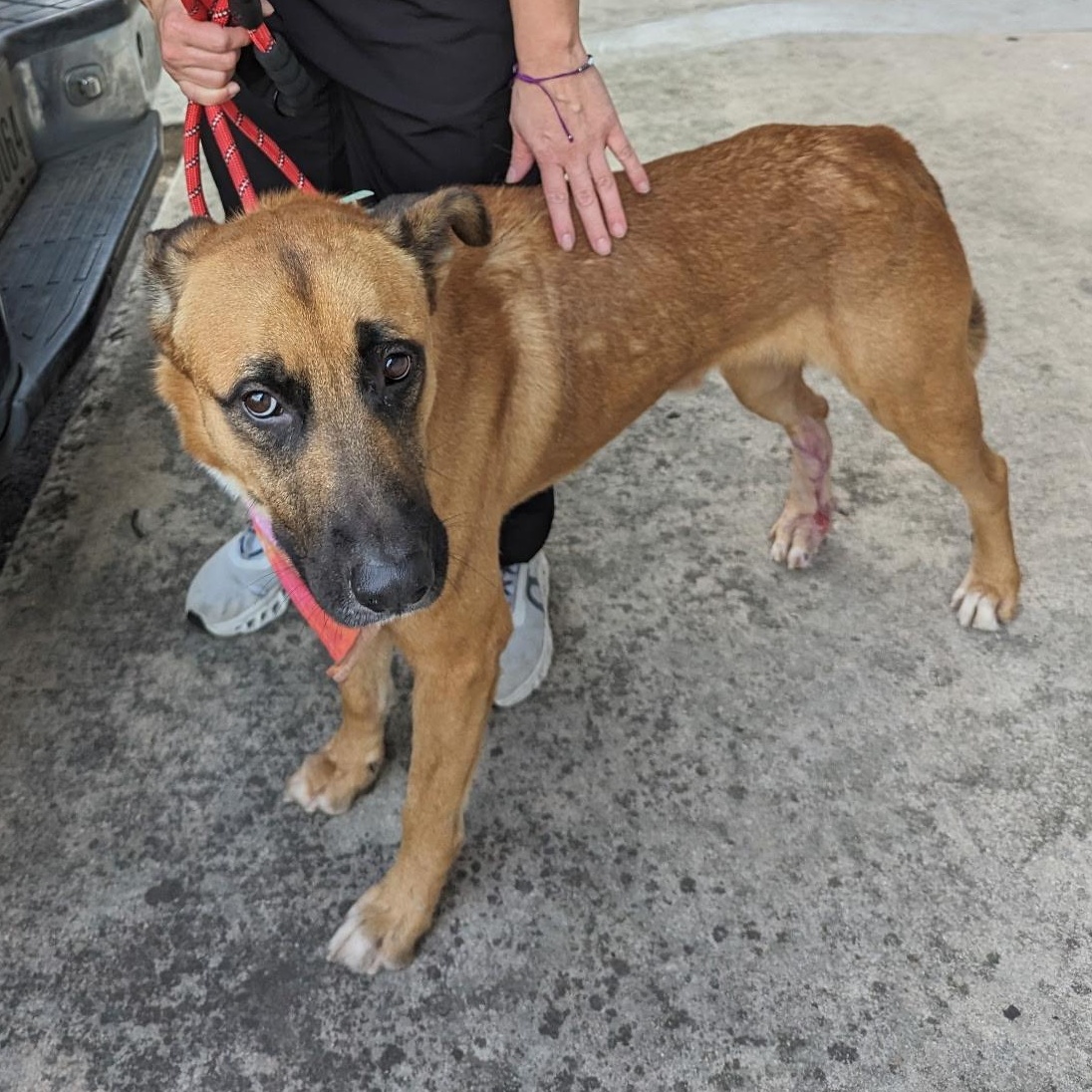 Buddy, a Adoptable German Shepherd Dog in Rochester , NY image 1/4