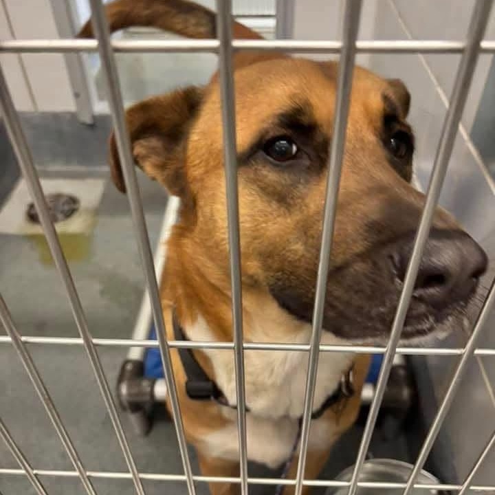 Buddy, a Adoptable German Shepherd Dog in Rochester , NY image 3/4