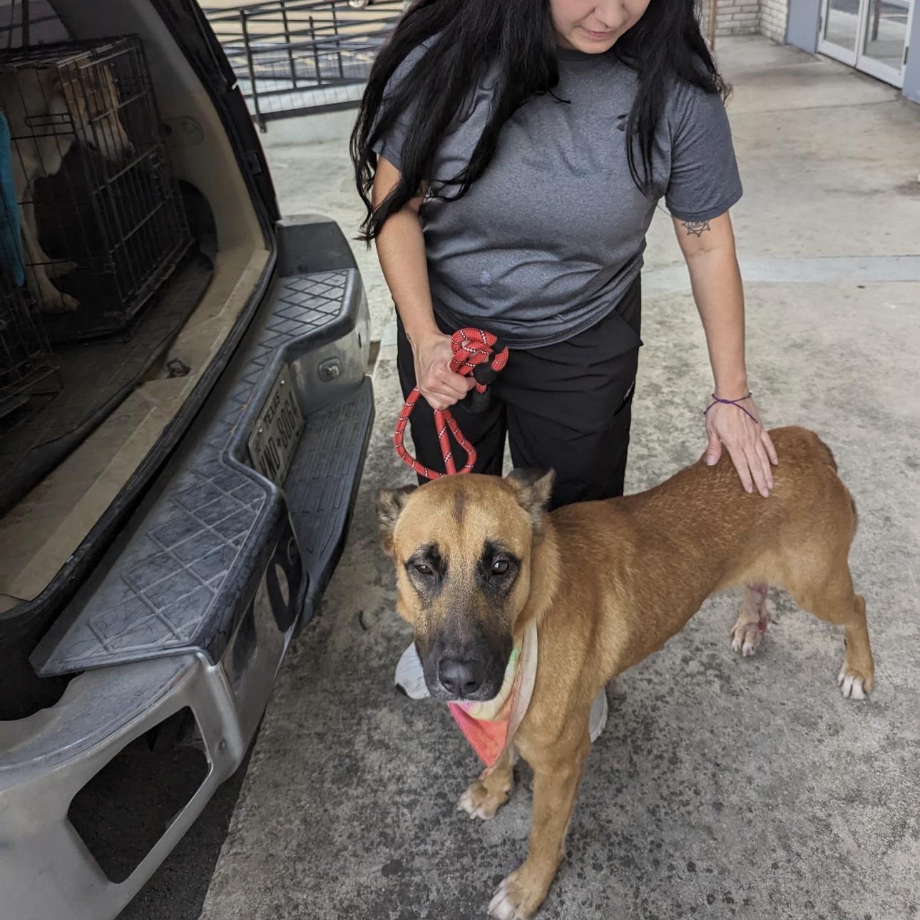 Buddy, a Adoptable German Shepherd Dog in Rochester , NY image 4/4